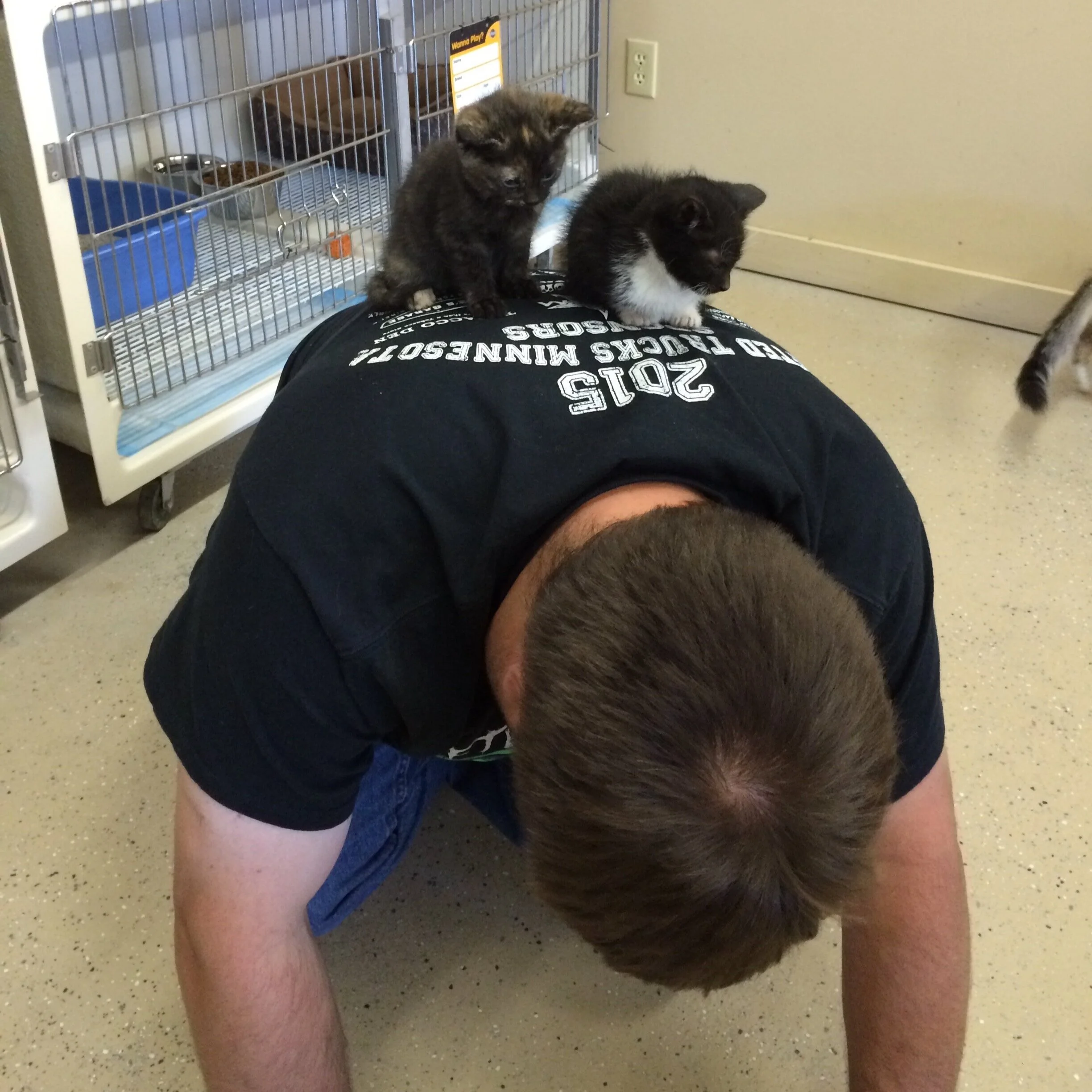 Why Adopting Two Cats is Better Than One — The Cat Lick