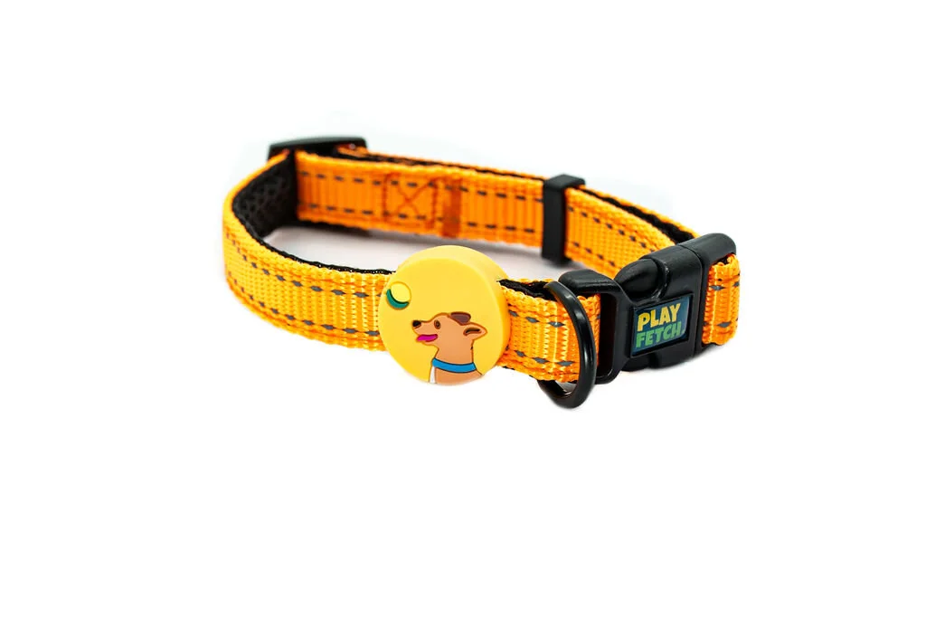 Spike's Neon Collar • The Finster