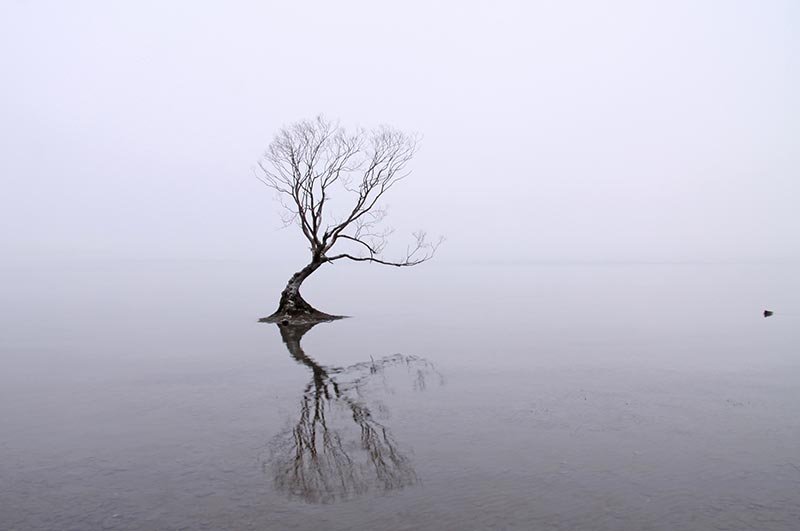 Natures-Dance-Wanaka-tree-in-fog-IMG_7792-copy.jpg