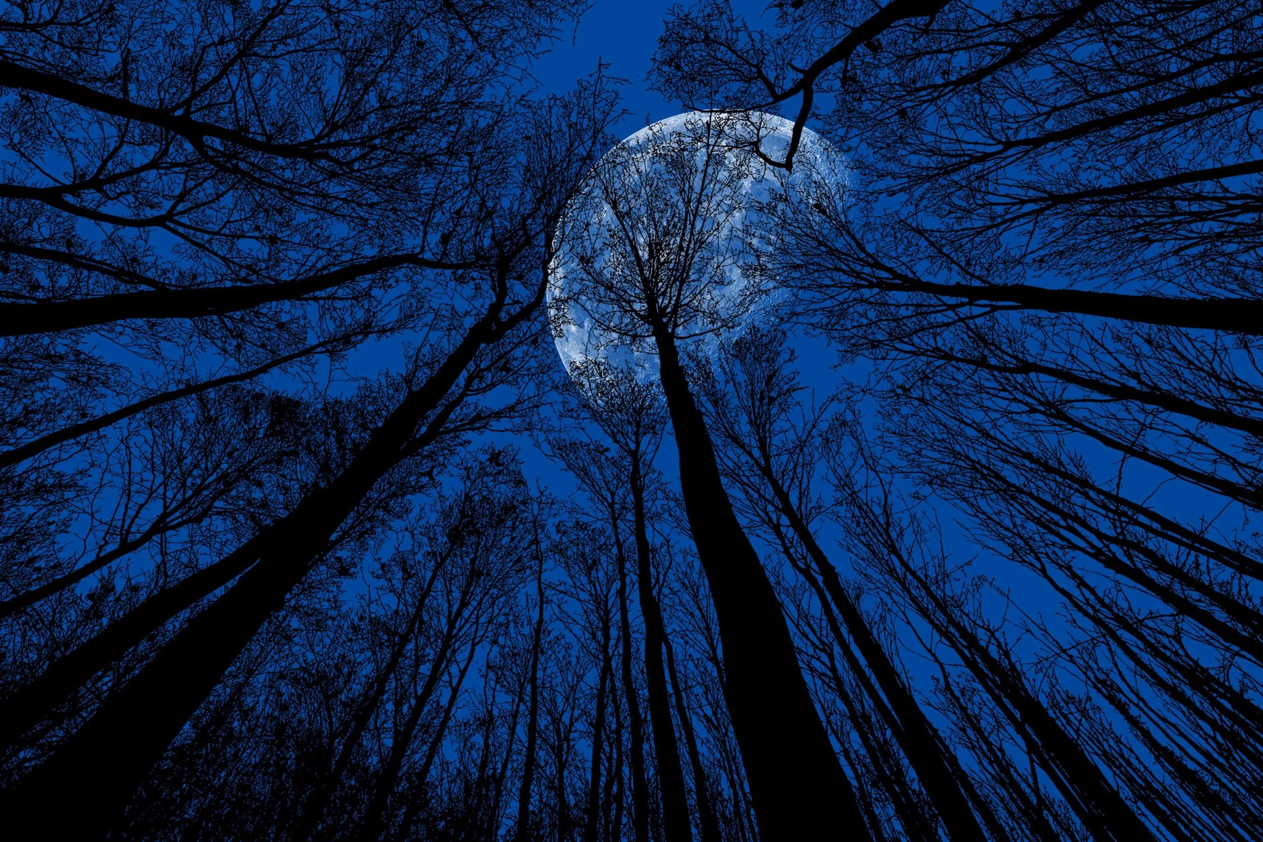Moonlight