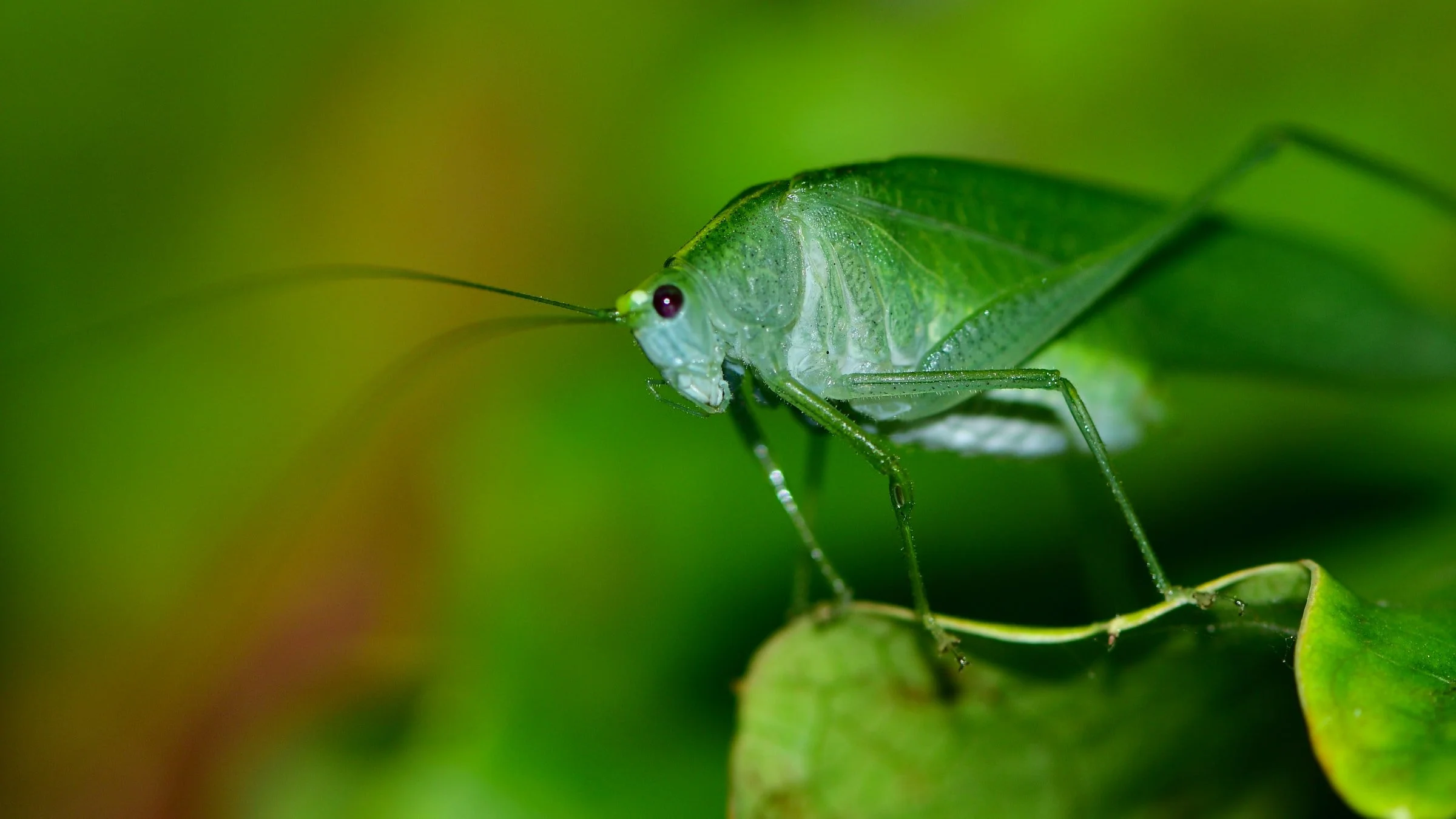 The Locusts In Your Life