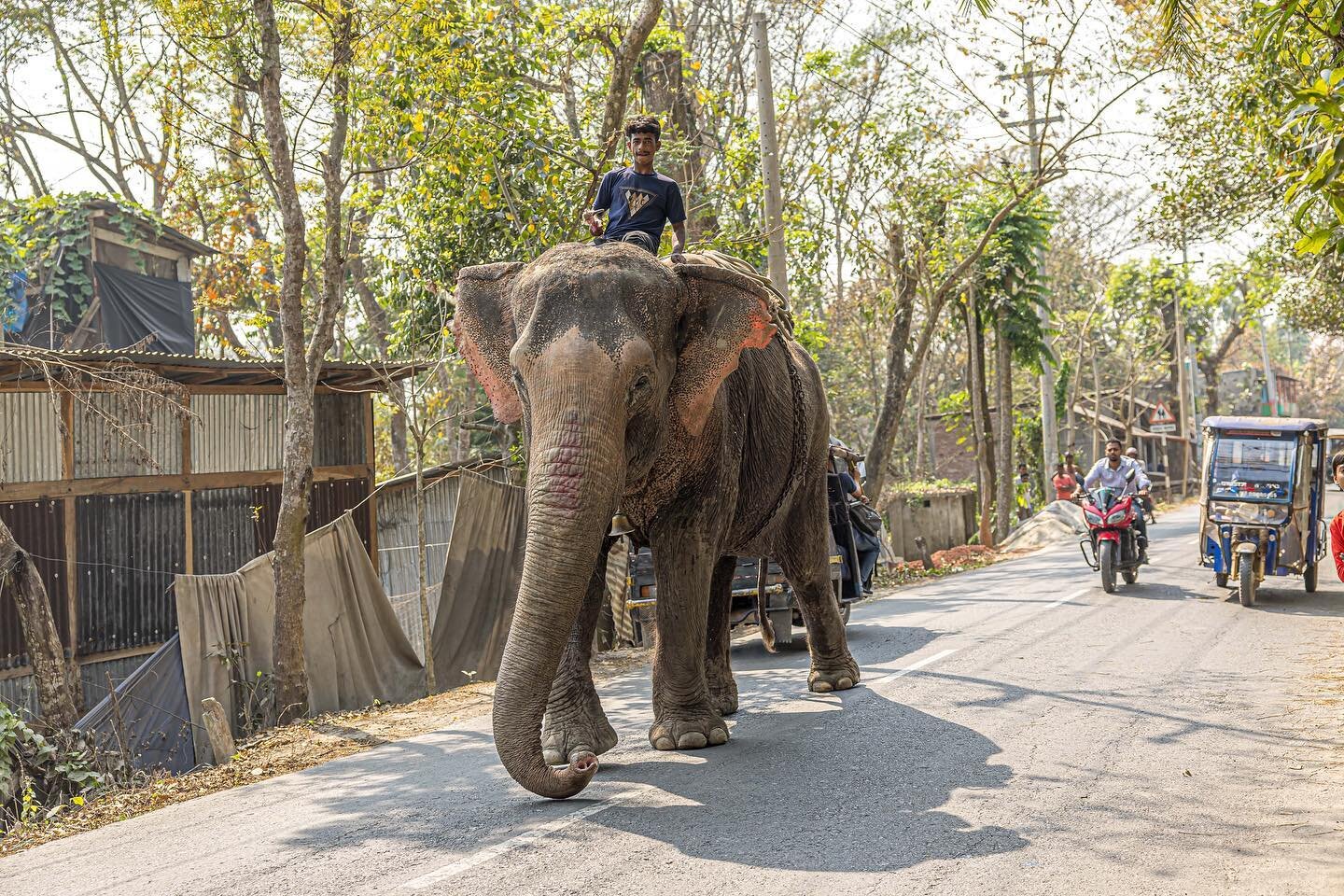 Just an elephant walking down the street in Bangladesh

#bangladesh  #bangladeshphotography #travelphotography