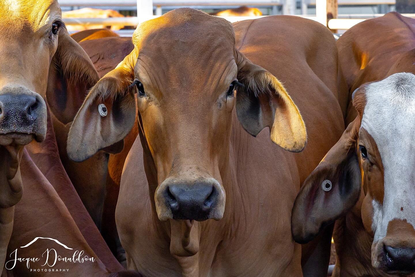 Working my way through the images from Hoch &amp; Wilkinsons Beef Expo.