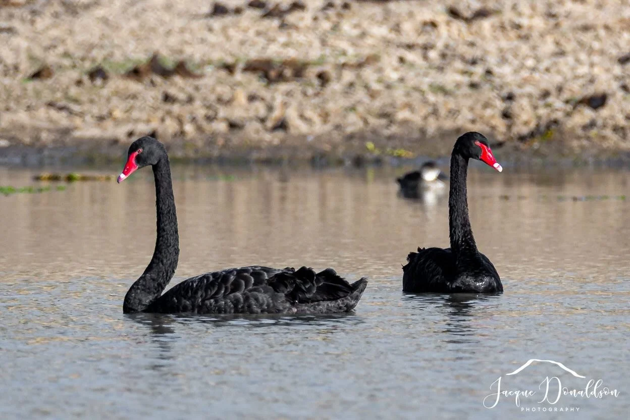 Few snaps of some birds at our dam today. So excited to find black swans.