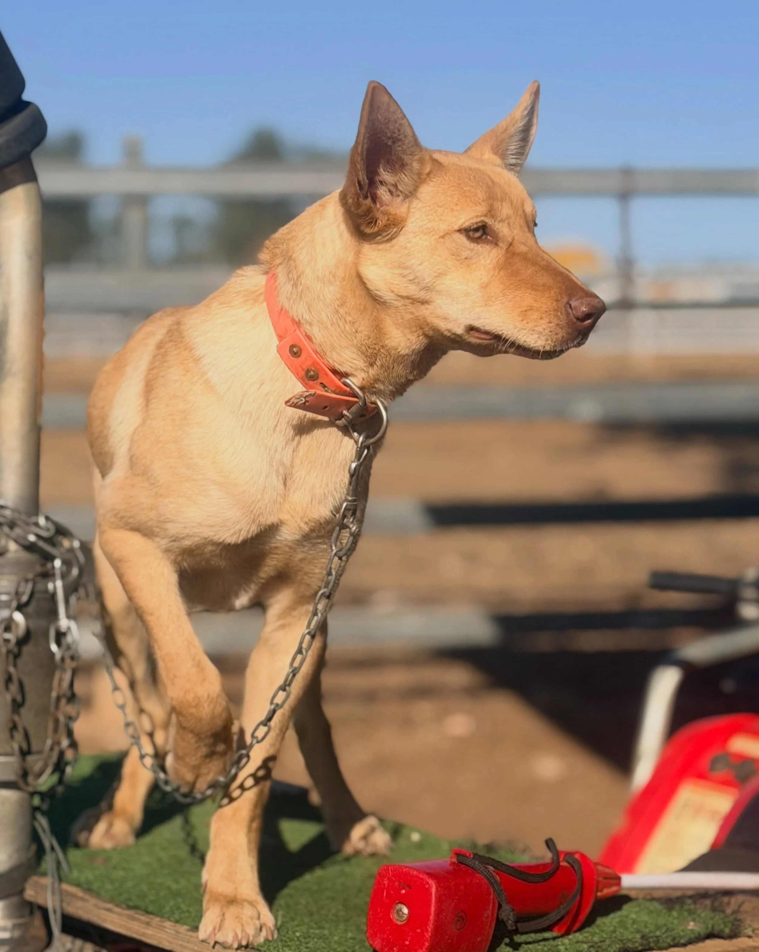 Amber 💕

#clermontkelpie #kelpie #kelpiegram