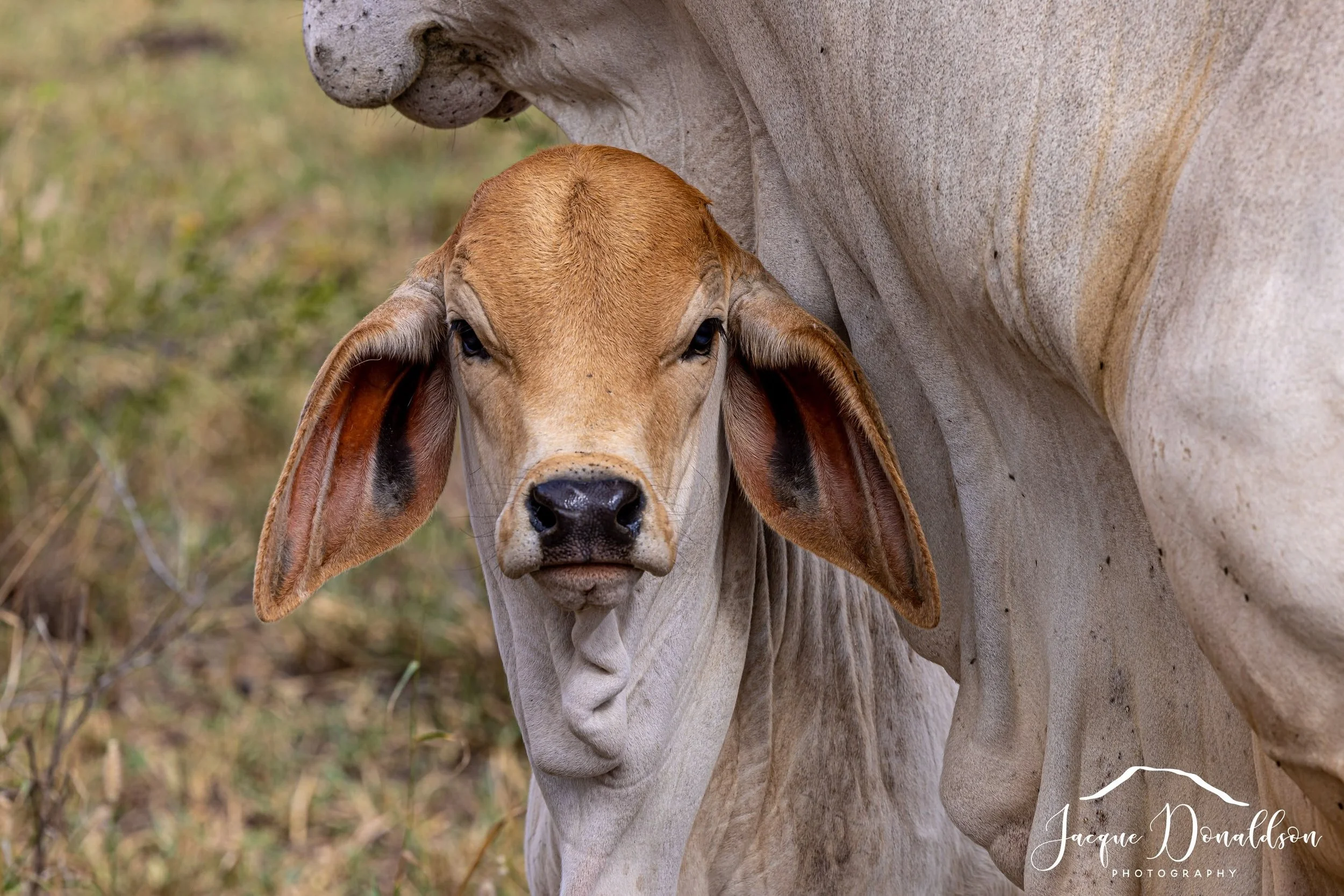 The ears 😍

#brahman #beef #queensland