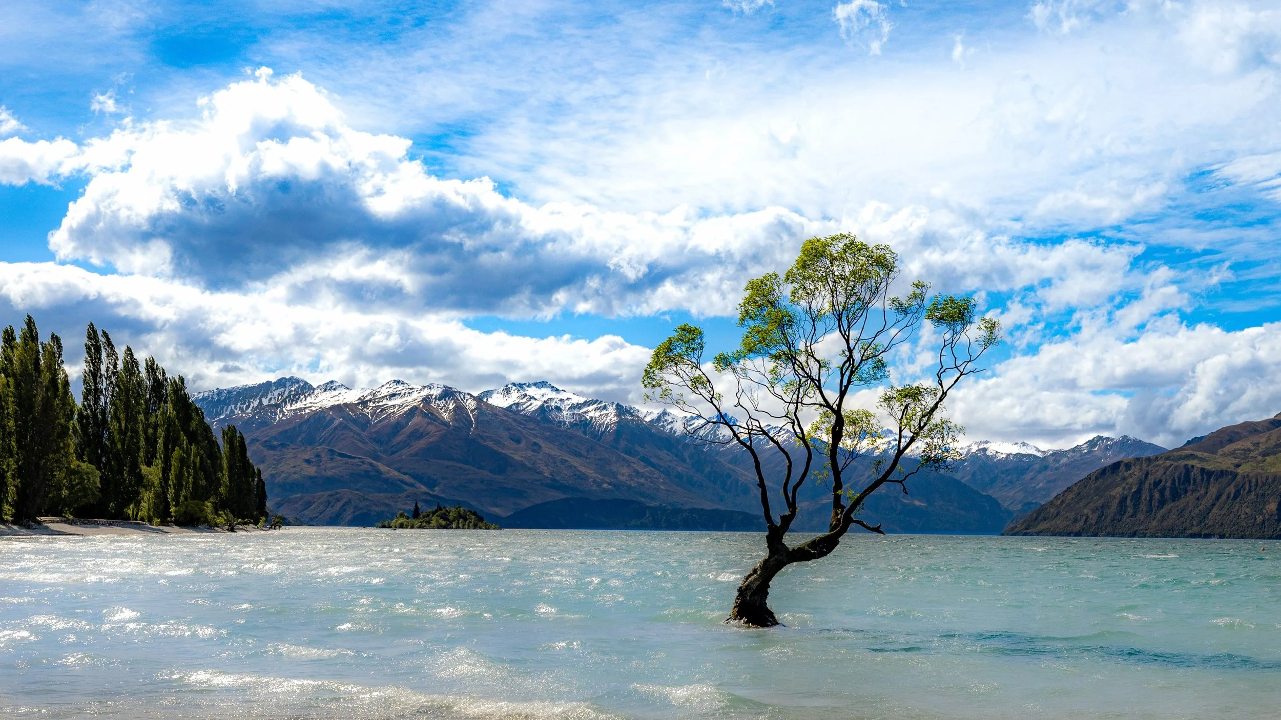 Whanaka Tree in Wanaka NZ