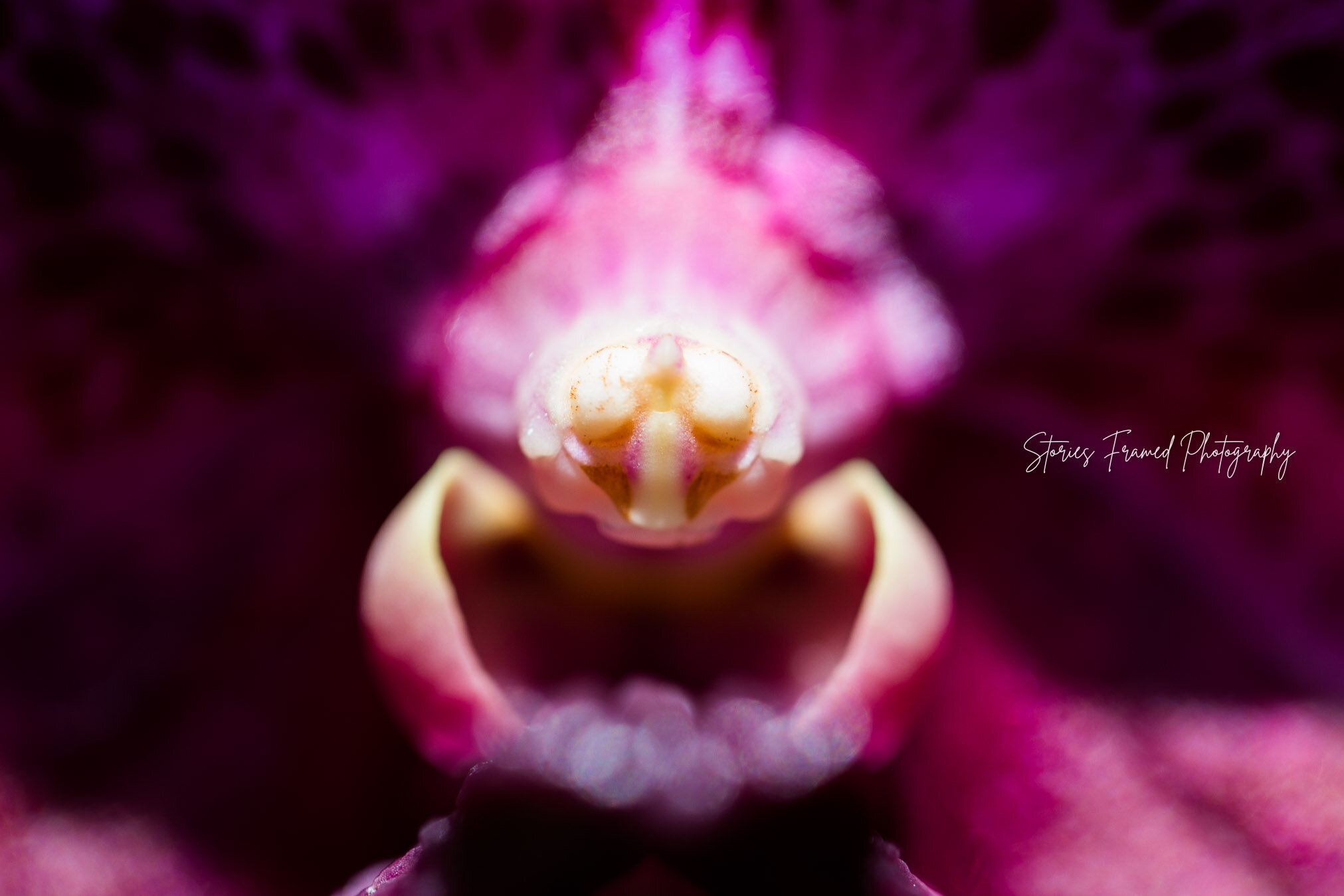 30-31-days-of-joy-purple-orchid.jpg