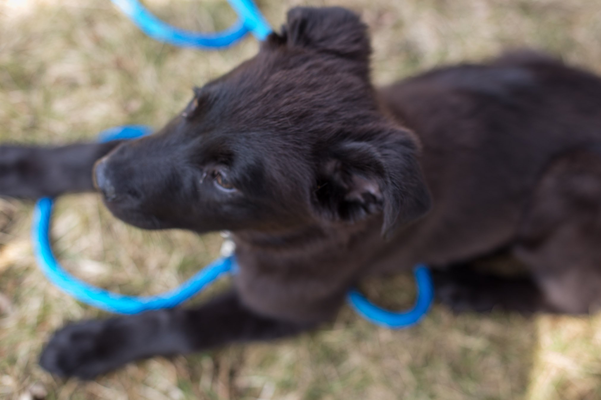 Wauwatosa-pet-photography-Stories-Framed-9219.jpg