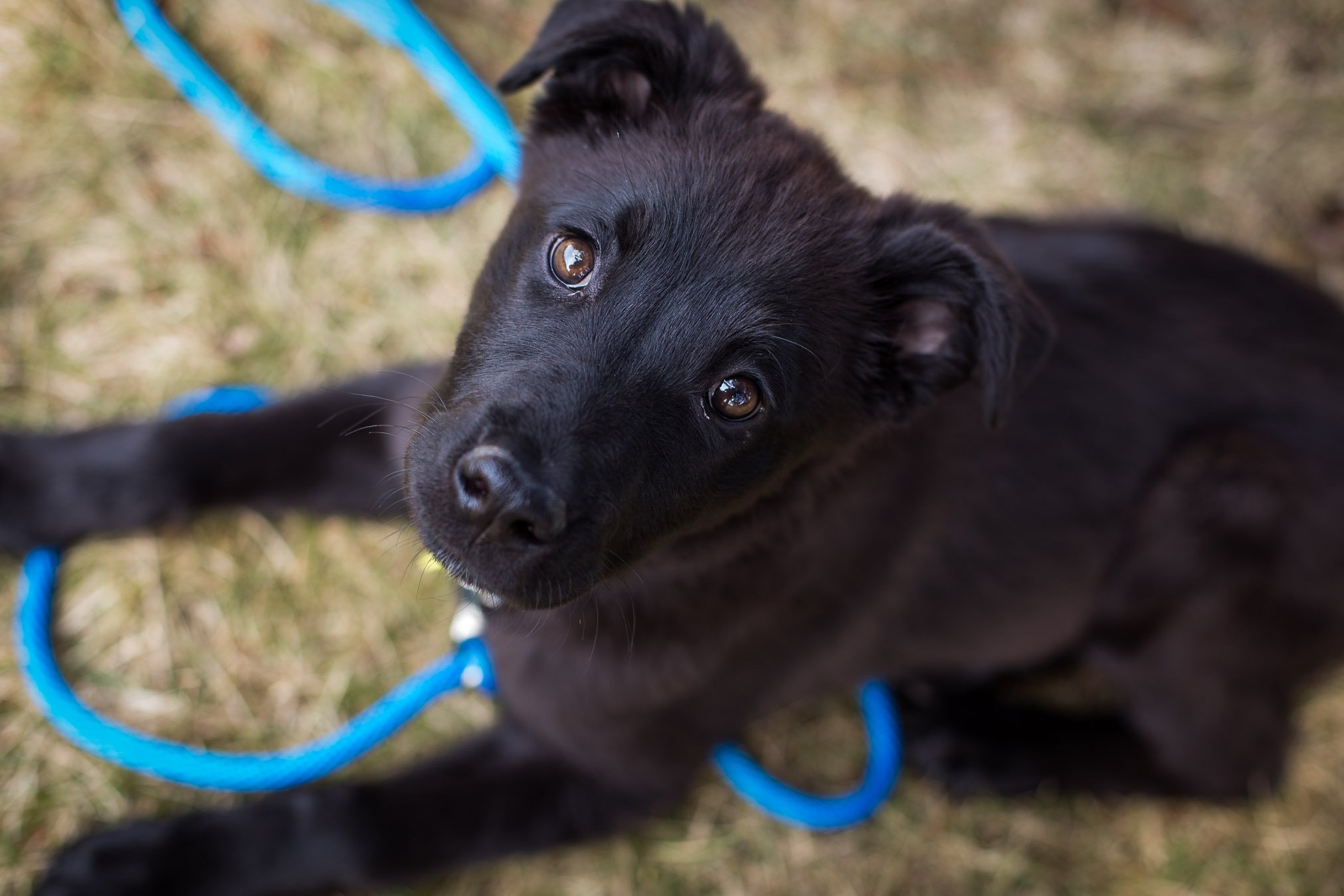 Wauwatosa-pet-photography-Stories-Framed-9220.jpg