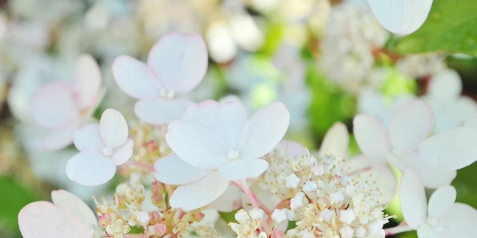 Banner%2BRoom%2BTo%2BBe%2B4.jpg