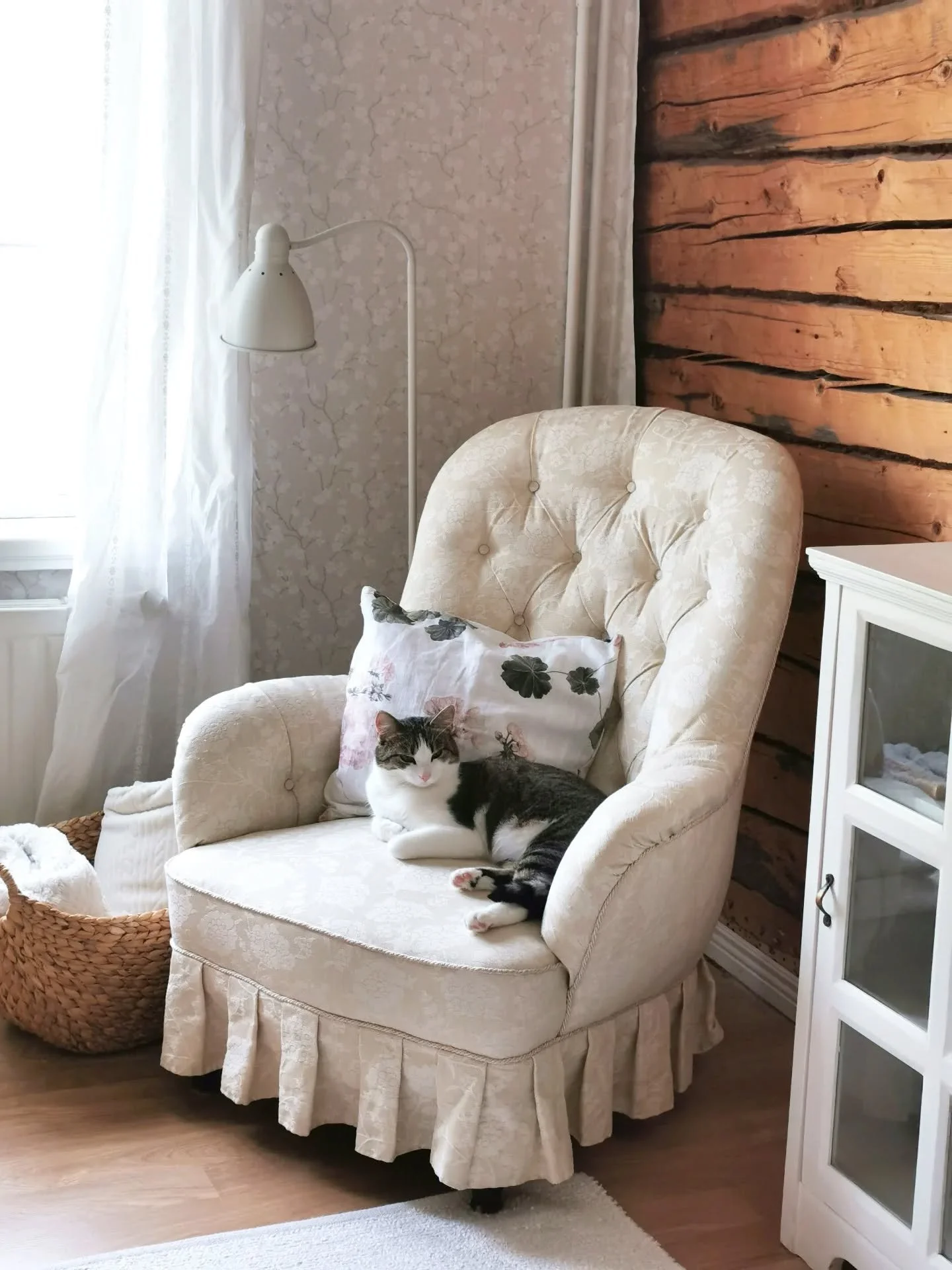 Prinsessan Penni fann sin prinsessstol✨🤍 ✨
Idag &aring;ker du hem, v&auml;lkommen &aring;ter🩷

#kattvakt #catlover #b&auml;stas&auml;llskapet #&ouml;ppnarhj&auml;rtat #s&ouml;tnos