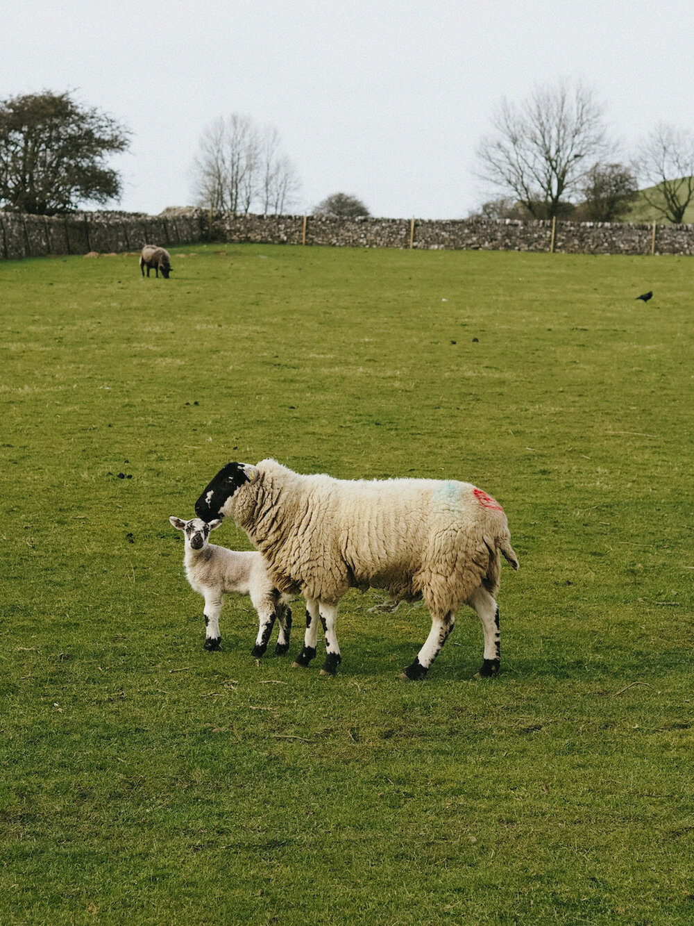 Sheep in Alstonefield, Peak District