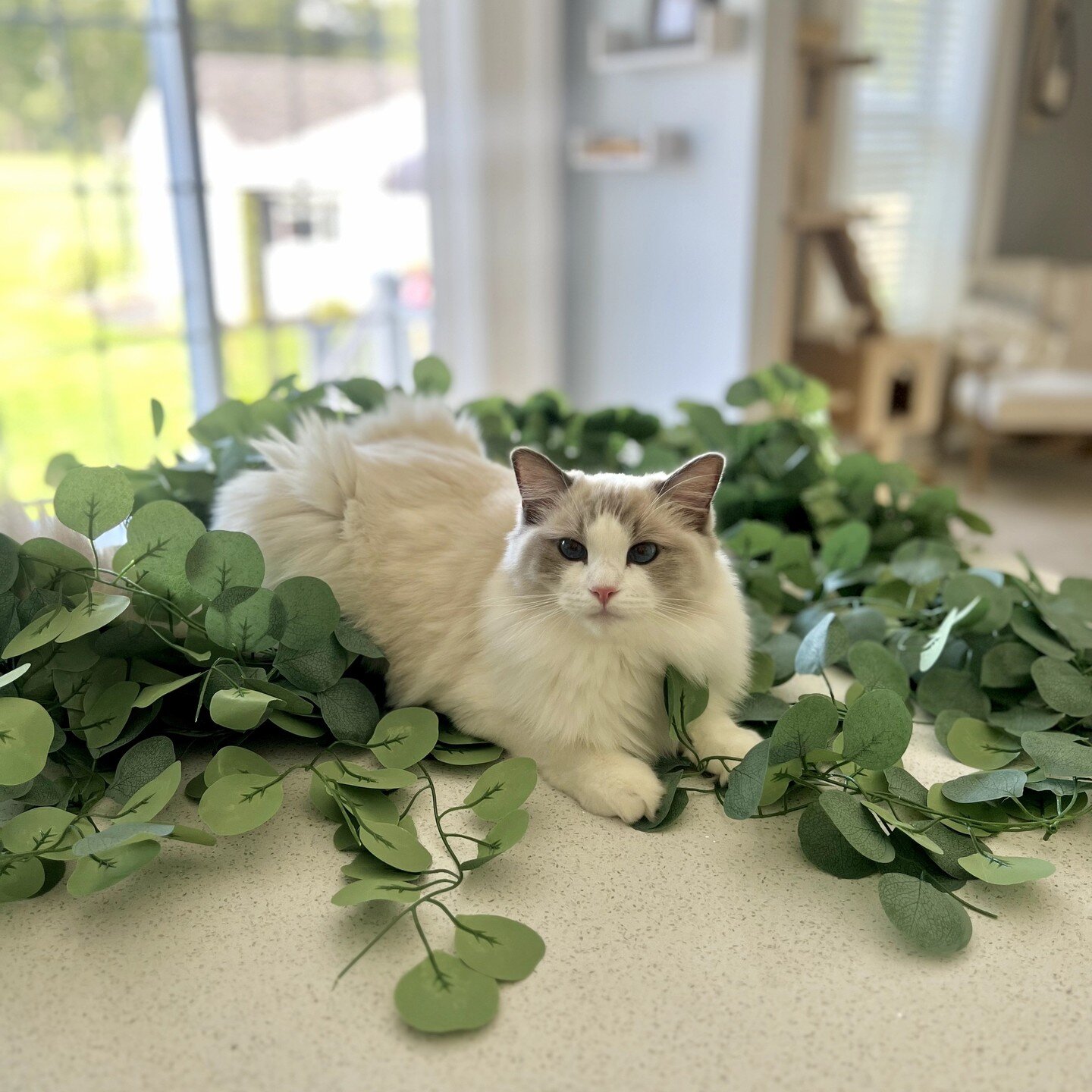 Embracing the tranquility with eucalyptus vibes and the purr-fect company of a little feline friend. 🌿🐾 #EucalyptusMagic #CatCompanions #Cqure #amazon #amazonfinds #collaboration #photography 

📷@allmylovesig