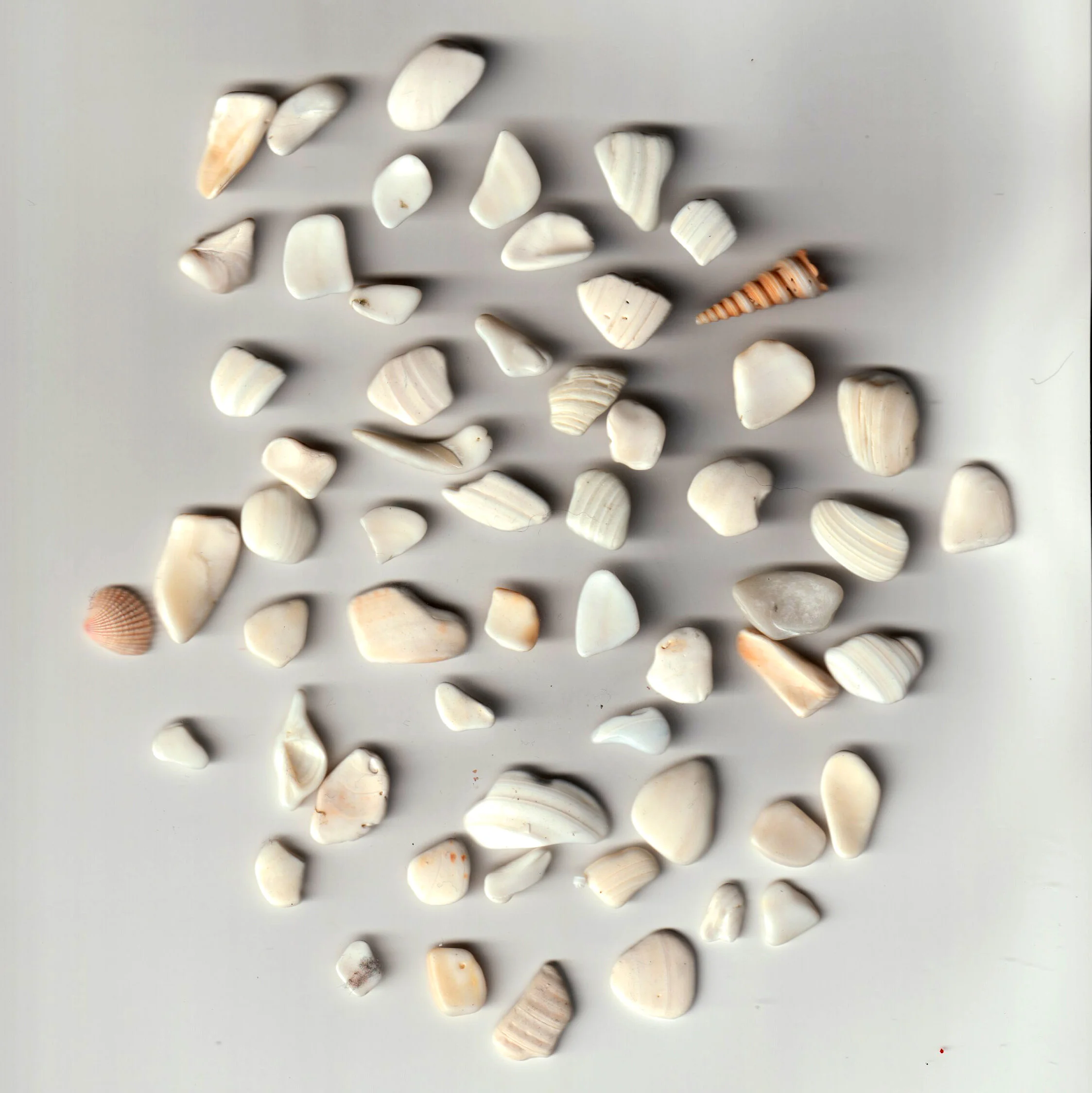 shells2.jpg