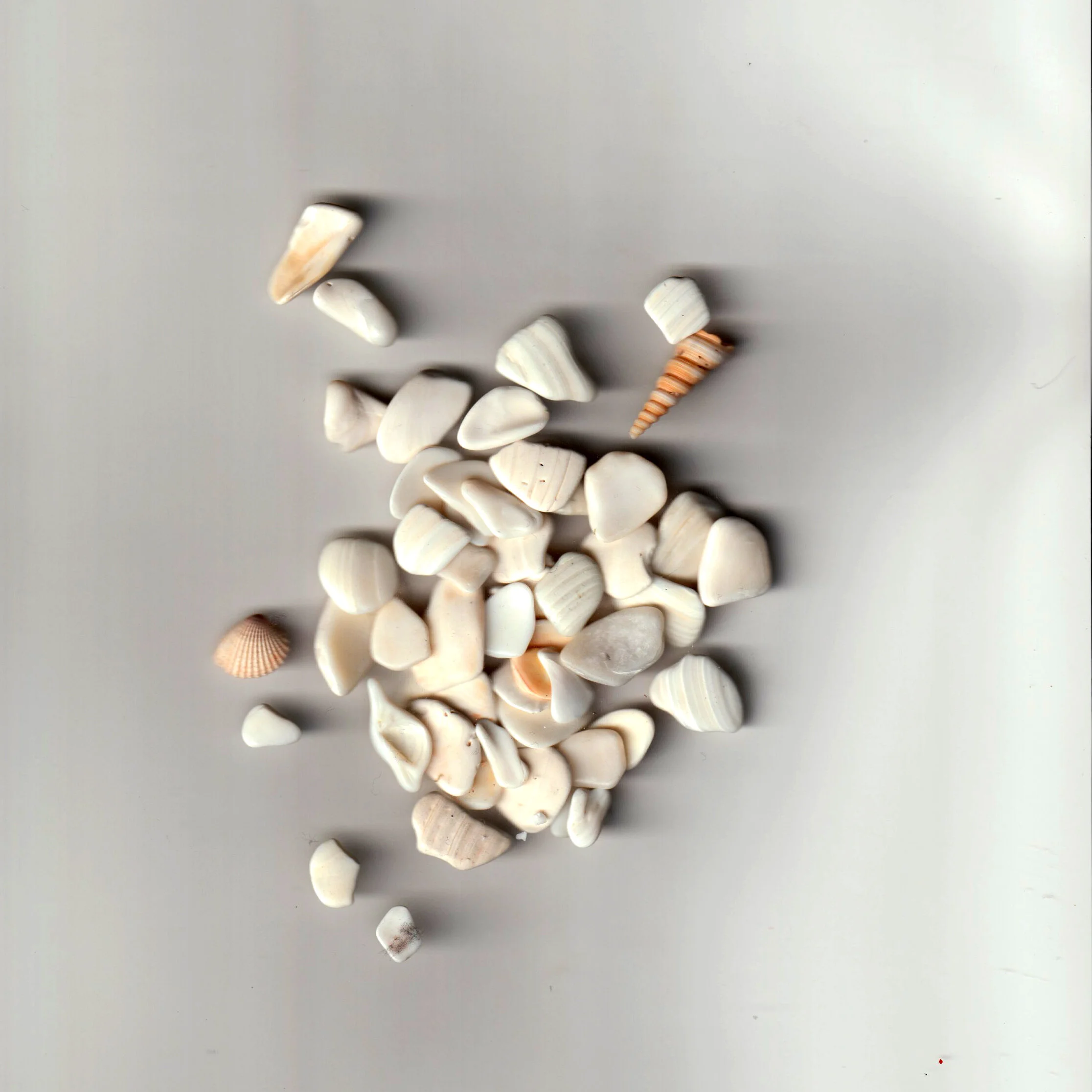 shells1.jpg