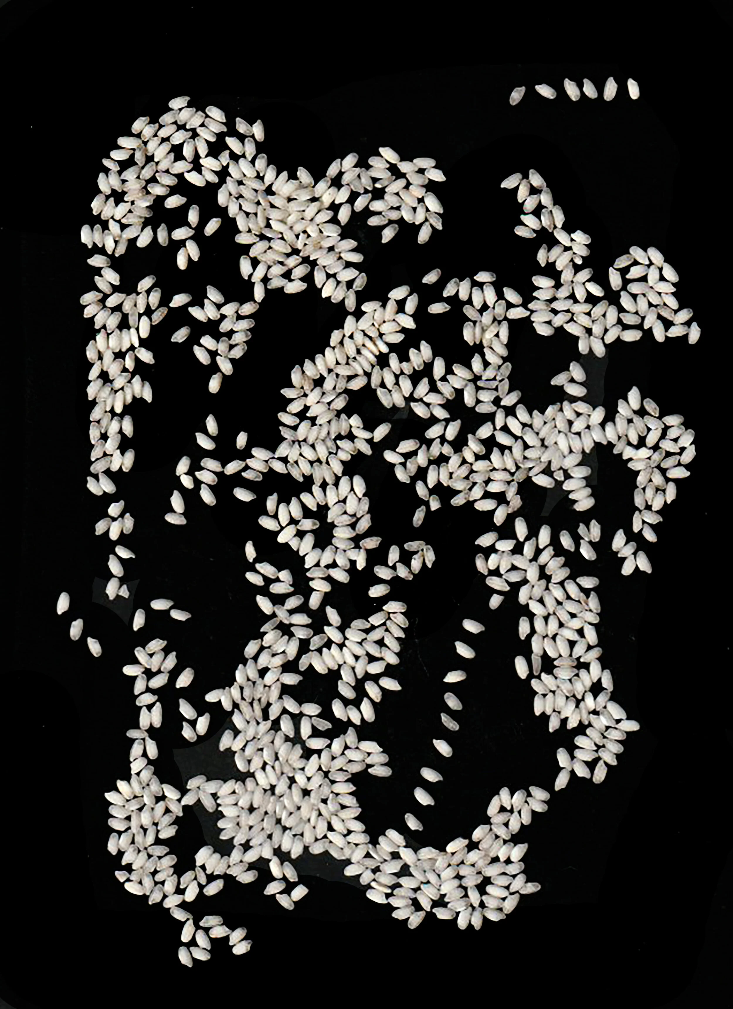 rice2.jpg