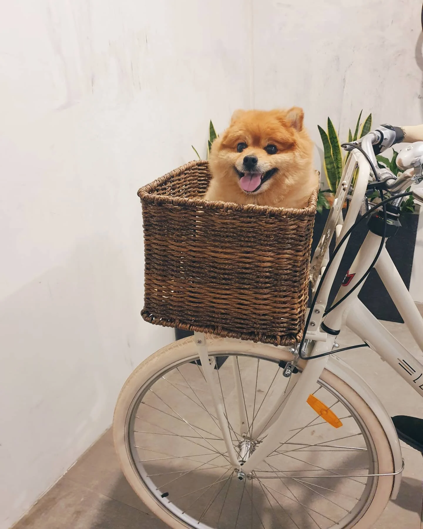 I'll just leave this here 🐶

@breezythepom ft. @lekkerbikes jordaan

I bought my bike last year, thinking I'd ride it to work.
I'm yet to ride it to work.

But this year, this year I'll do it... 🚲

Do you ride to work? Do you ride regularly?
Any ti