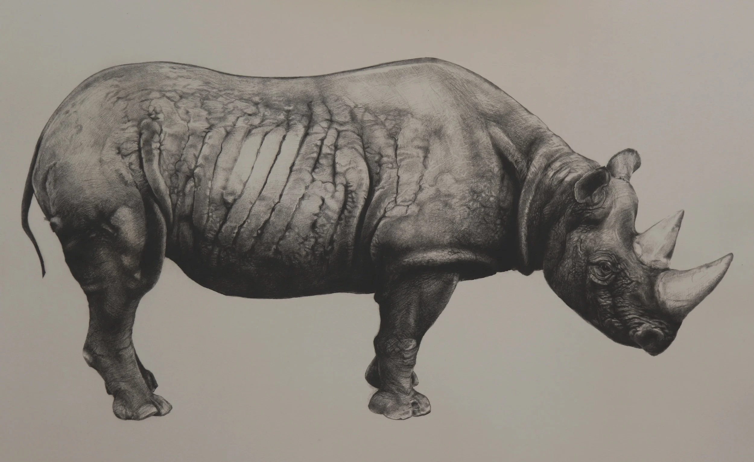 RHINOCEROS | Unframed £420 | Paper size 56.5cm H x 75cm W | Photopolymer print on light grey Somerset Paper