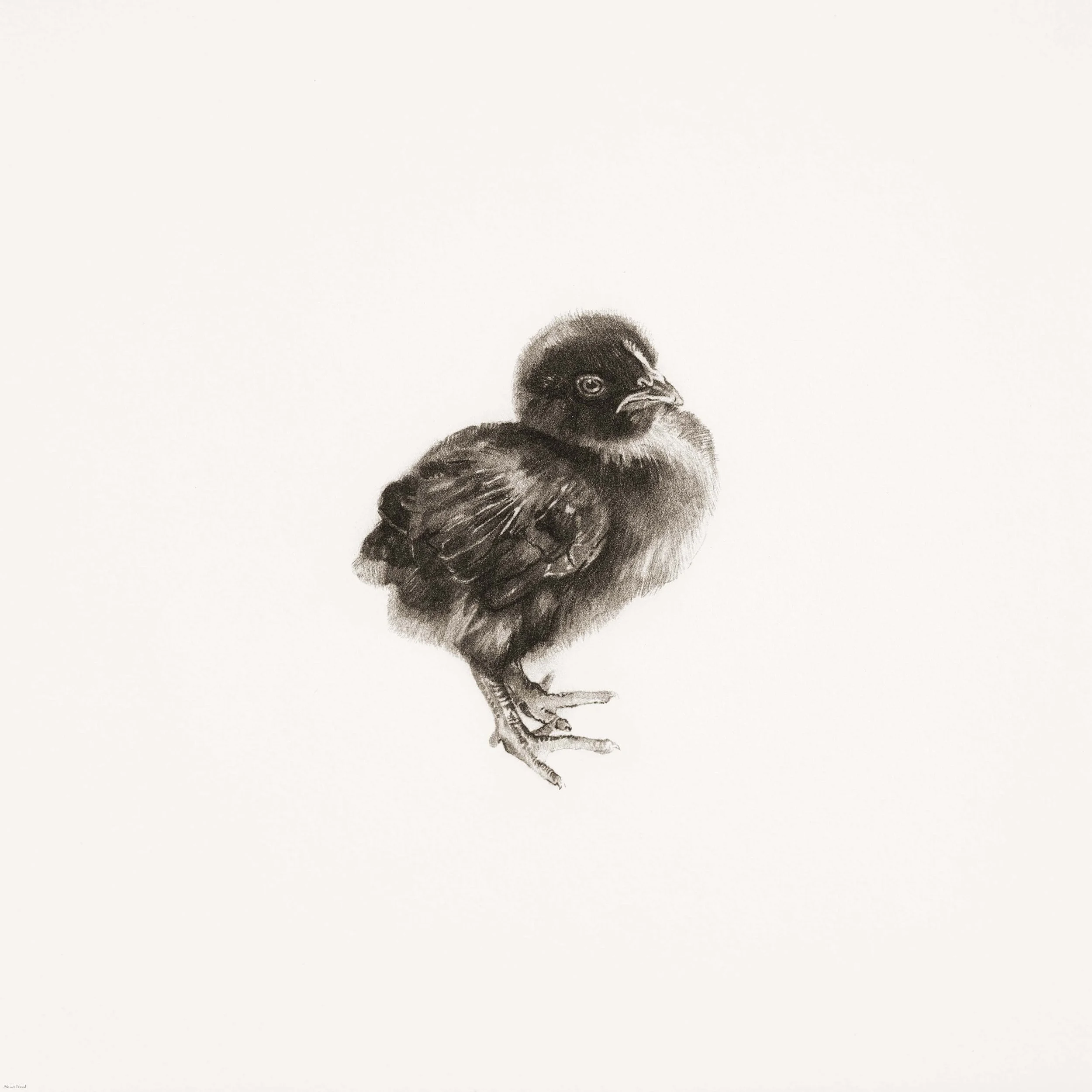 CHICK I | Unframed £100 | Paper size 24.5 x 24.5cm 