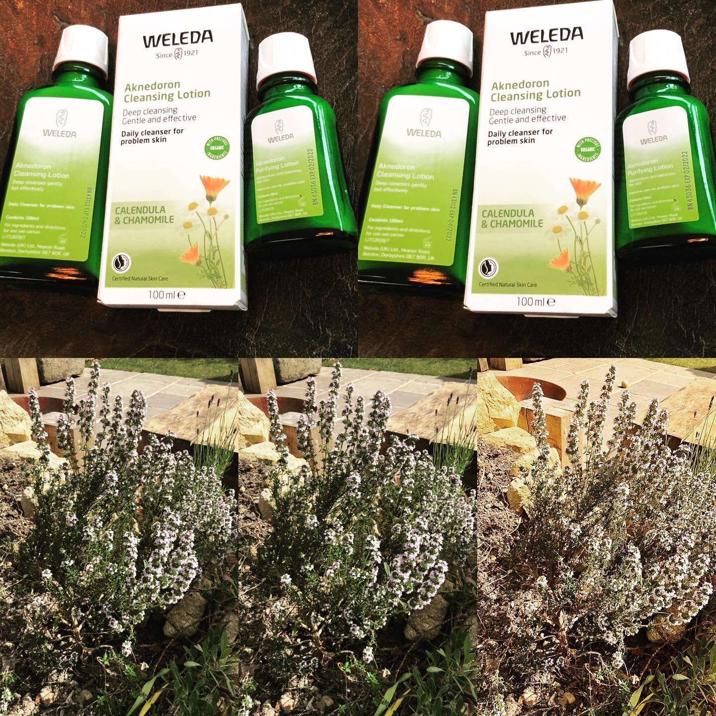 Thyme - Bees just loving our Wild Thyme in our garden - it&rsquo;s the Lead plant in Weleda&rsquo;s Aknedoron (gift for Acne) Cleansing and Purifying lotion. Helpful tip when cleansing put about half a capful of the cleansing lotion in a bowl of stea
