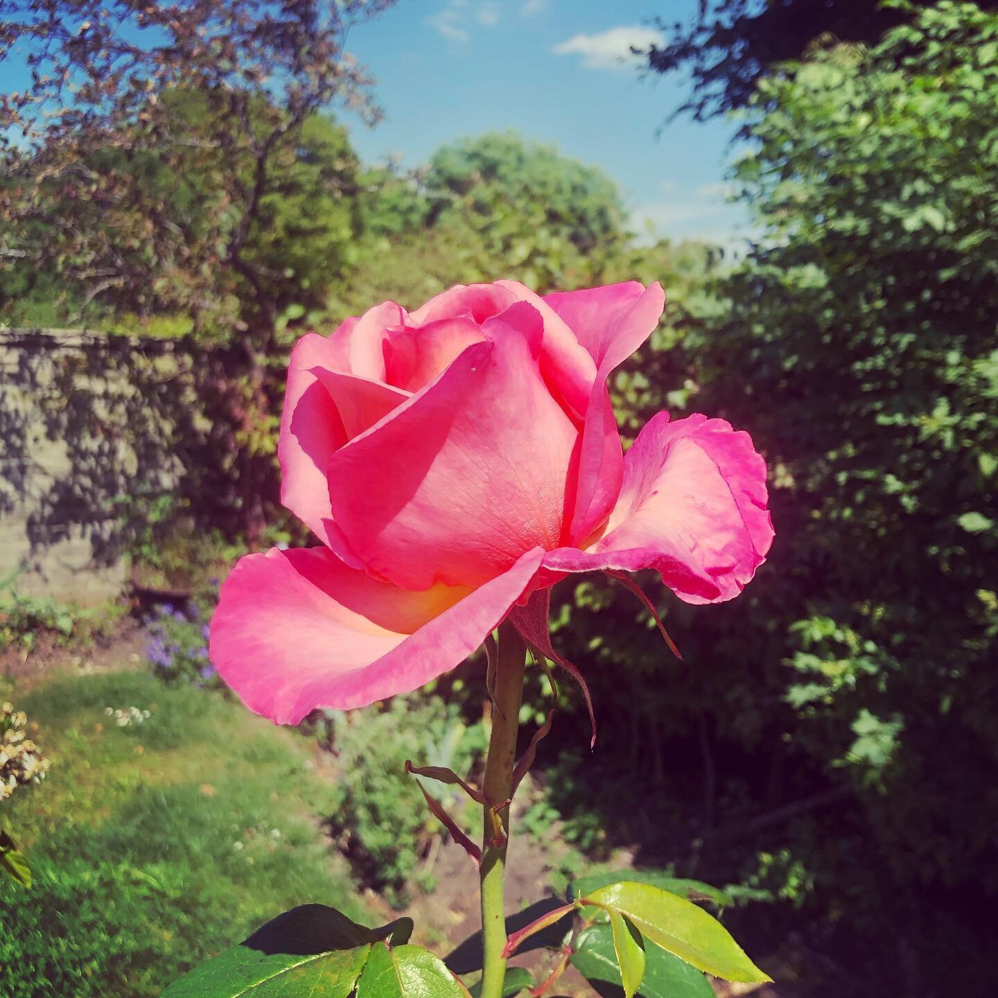 Rose in my garden - we think of love and harmony, a gentle heart soothing scent. At the moment I relate to it for its Resilience being able to adapt and accommodate whilst staying soft , smooth and feminine - that may equate to your current Skincare 