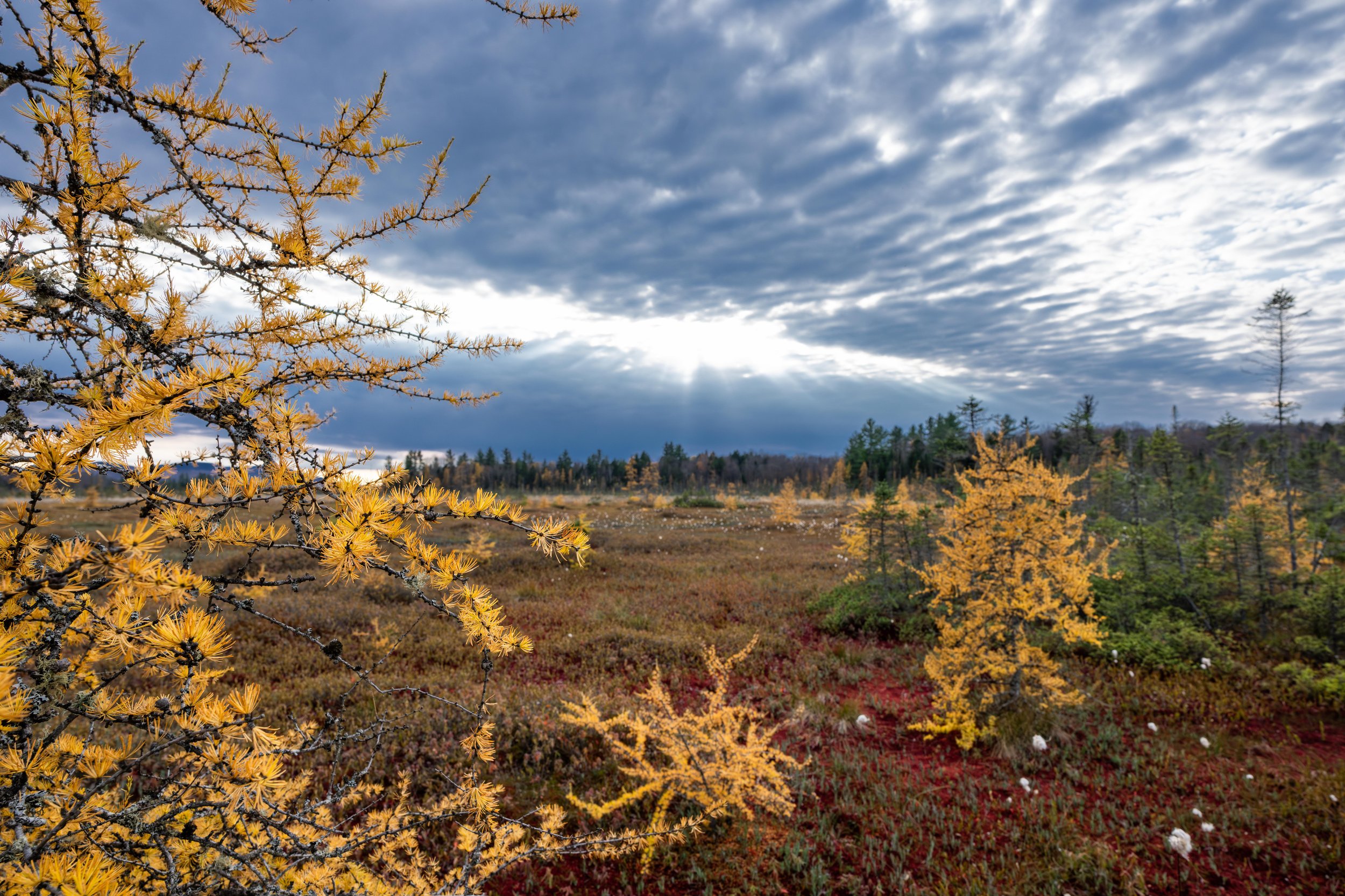 Artist Talk – The Hidden World of Northern Peatlands