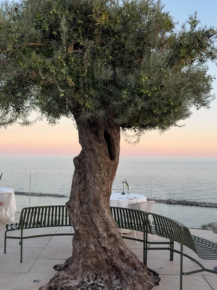 Il Ponente is the western side of Liguria, stretching from Genoa to the French border, and every time I go, I come home even more in love with it. It has medieval towns, baroque churches, some of the finest olive oil in the country, remarkable wines 