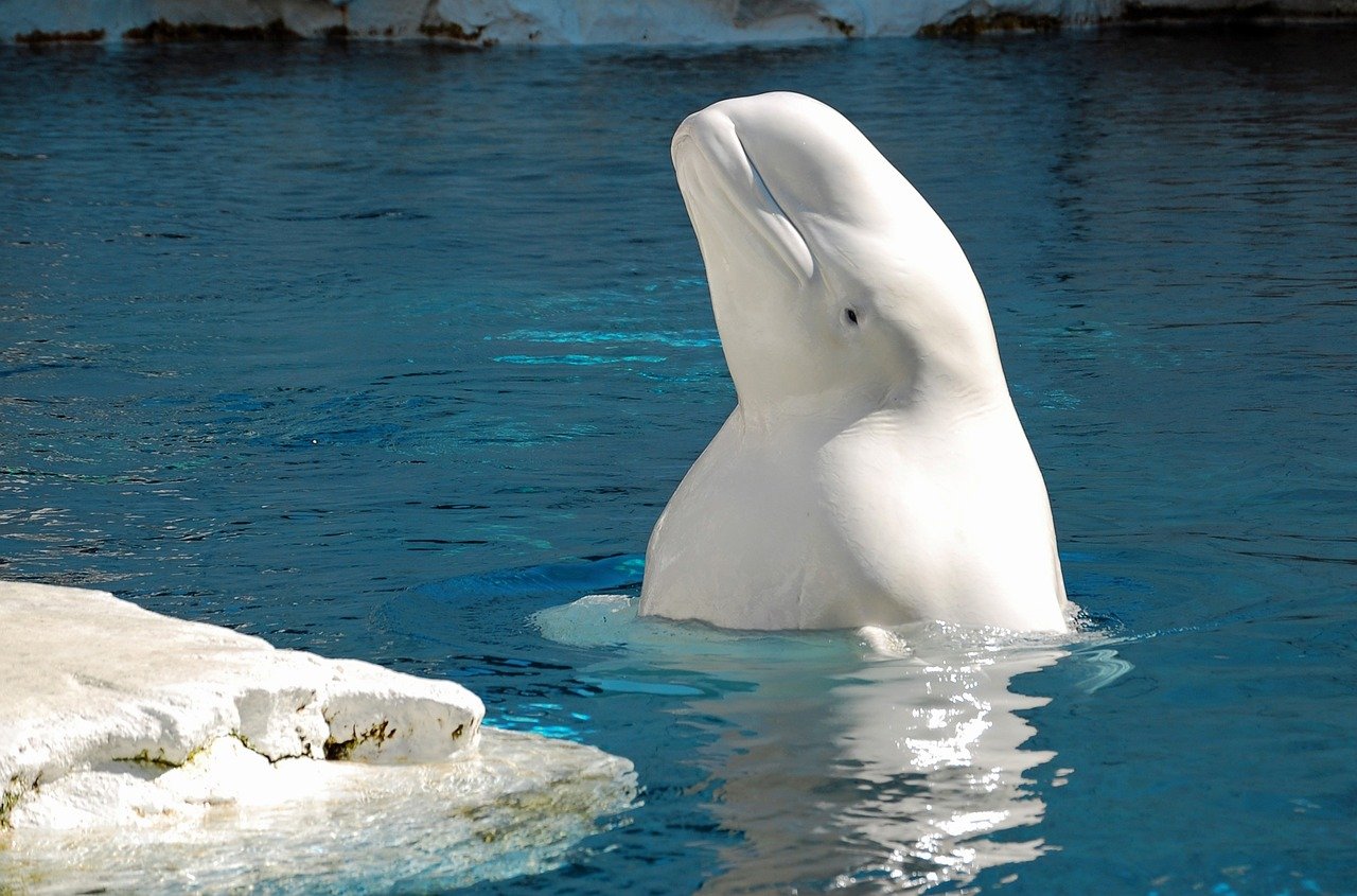 beluga-whale-6008844_1280.jpg
