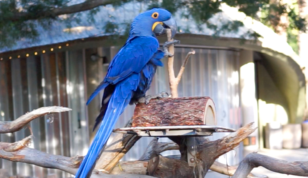  Sampson the Macaw at San Diego Zoo 