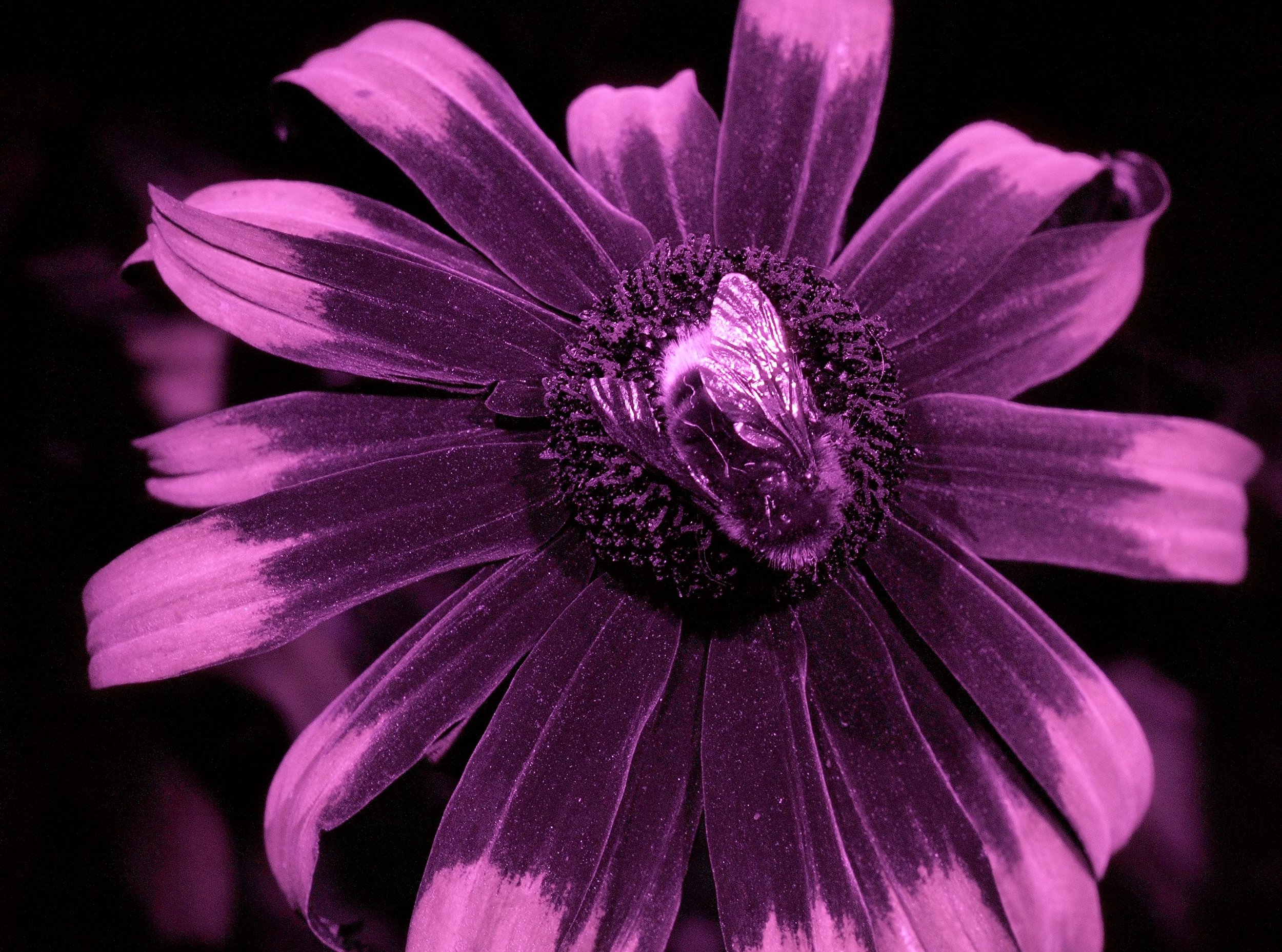 dalmatinus UV large.jpg
