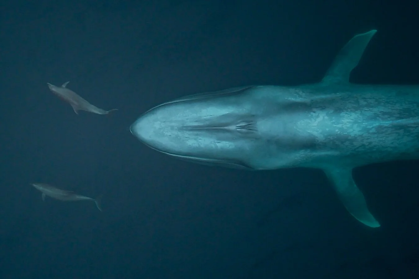 Ocean Alliance: Songs of the Humpback Whale Fieldwork Tapes Digitalisation Project