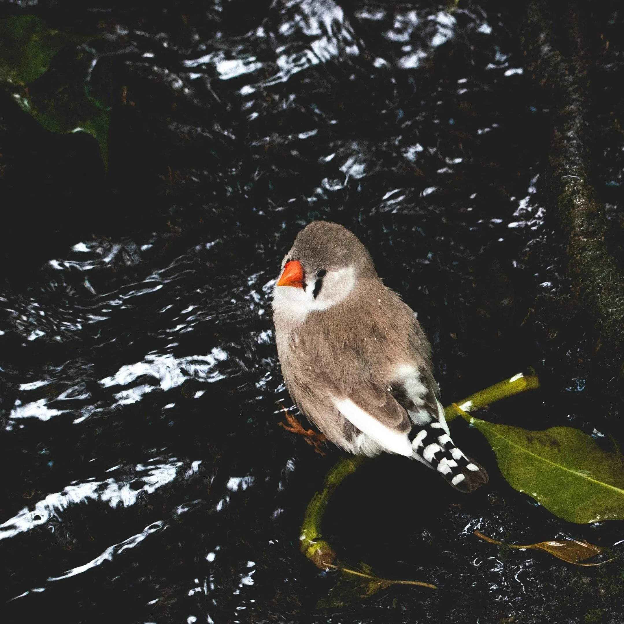 Balanced Imitation Sustains Song Culture: Zebra Finches
