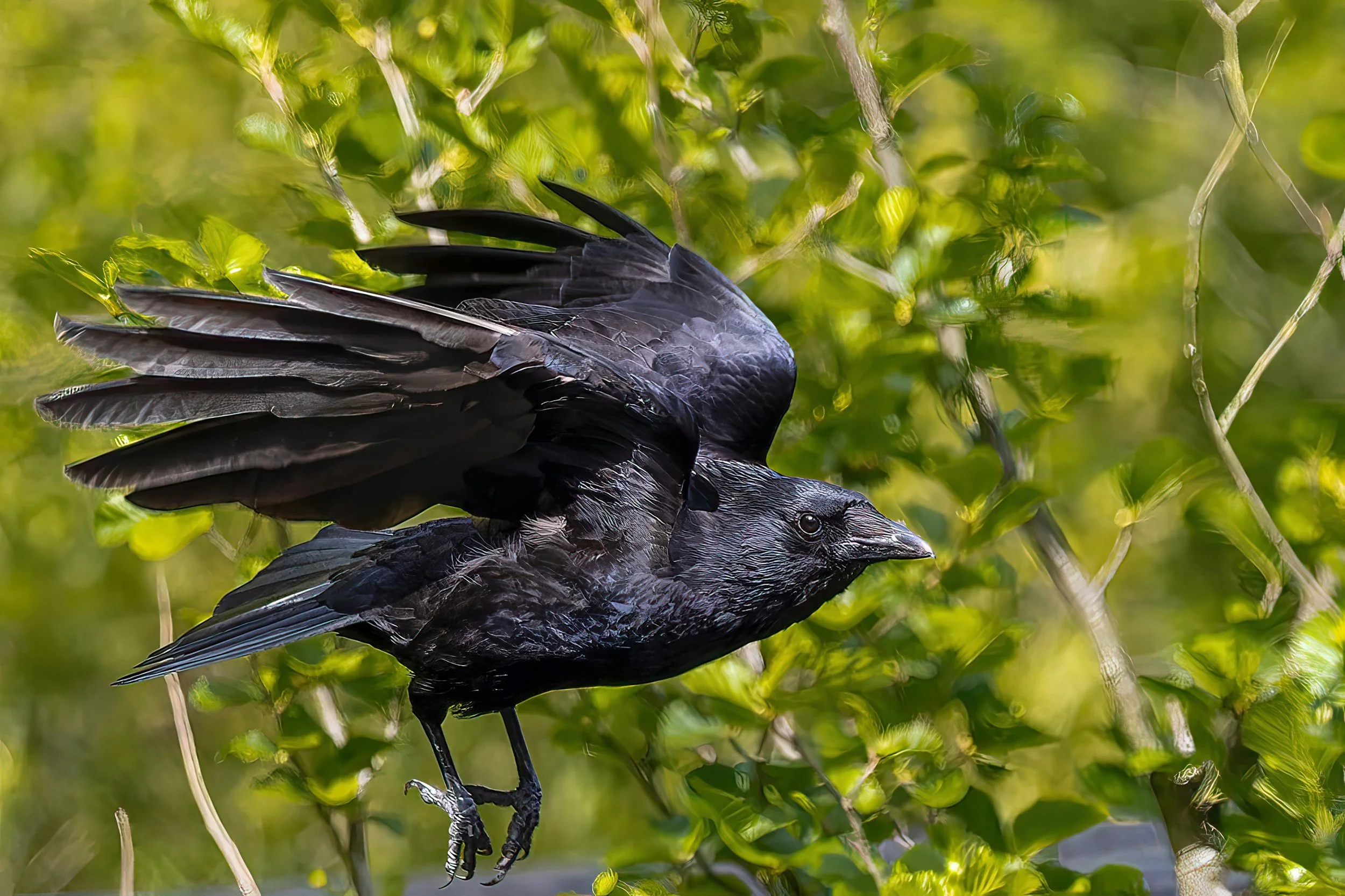 Conversations with Crows