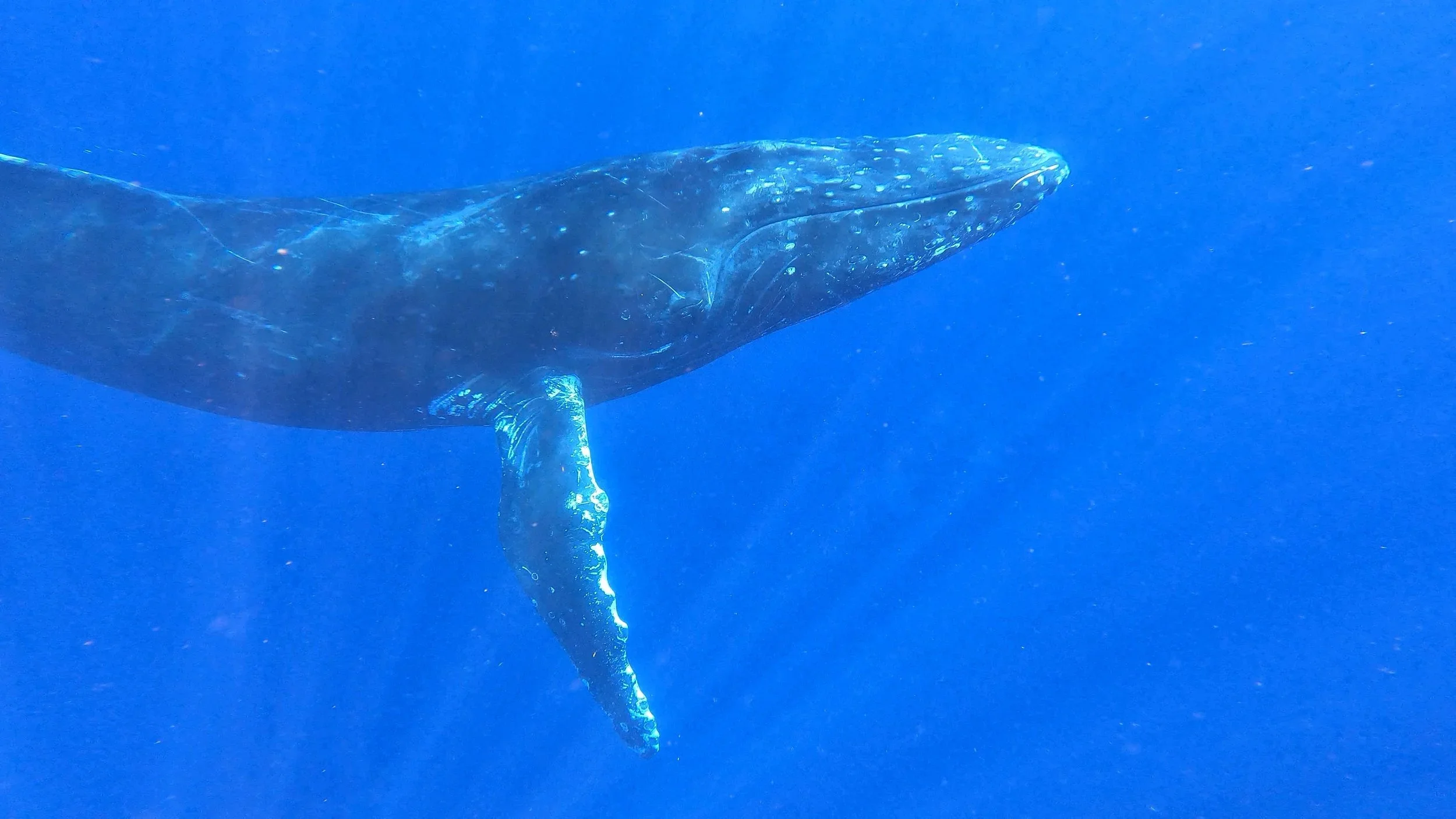 Conversing with Whales