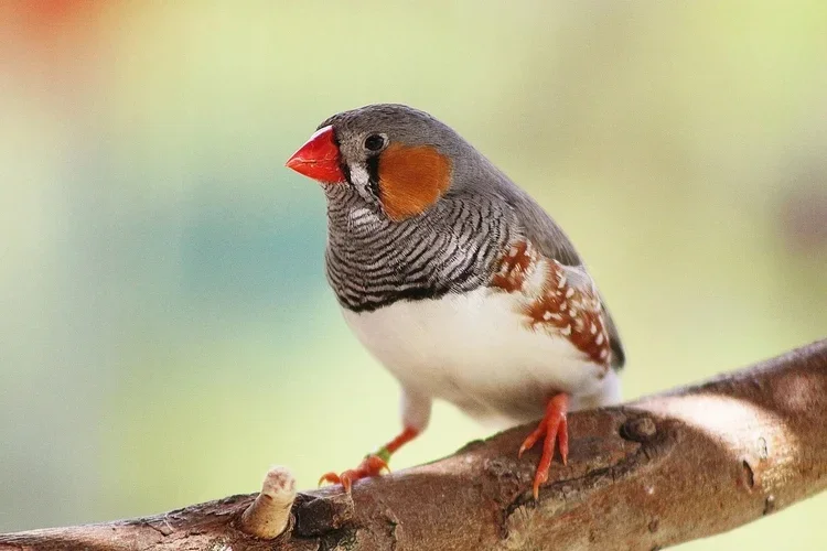 Earth Species Project