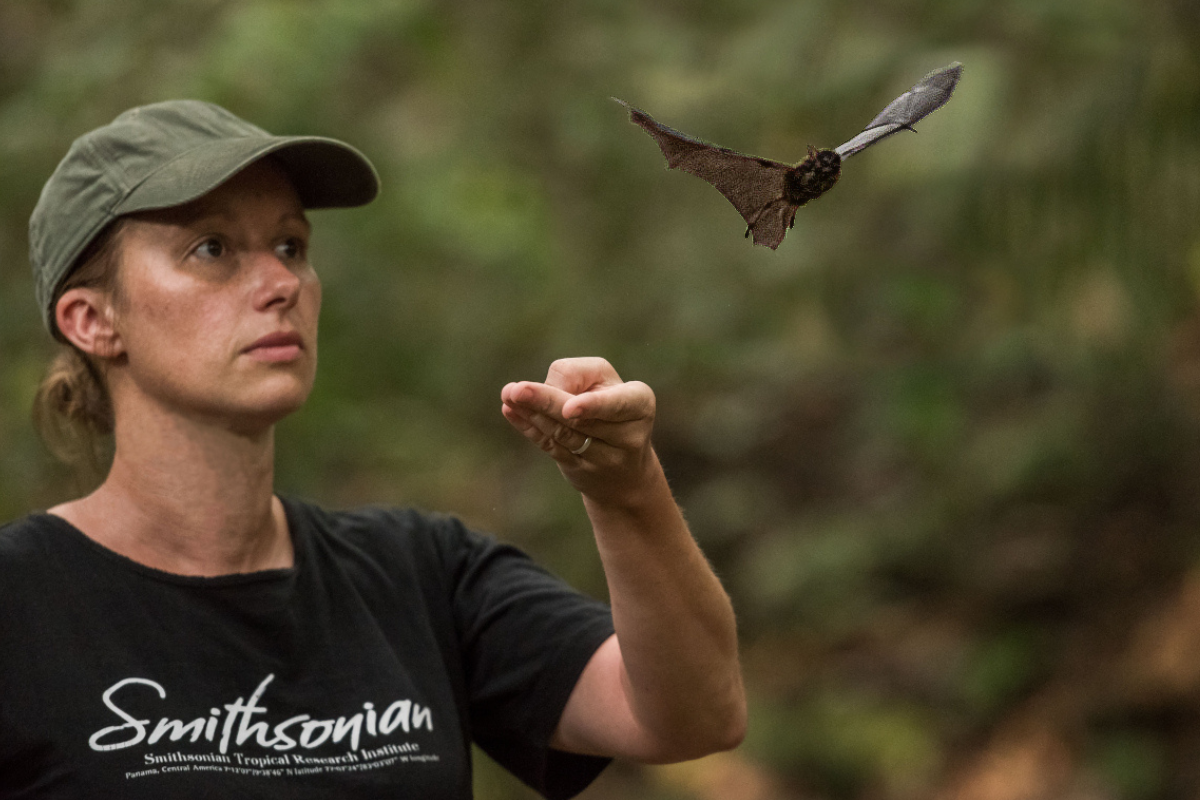 Bats in Translation