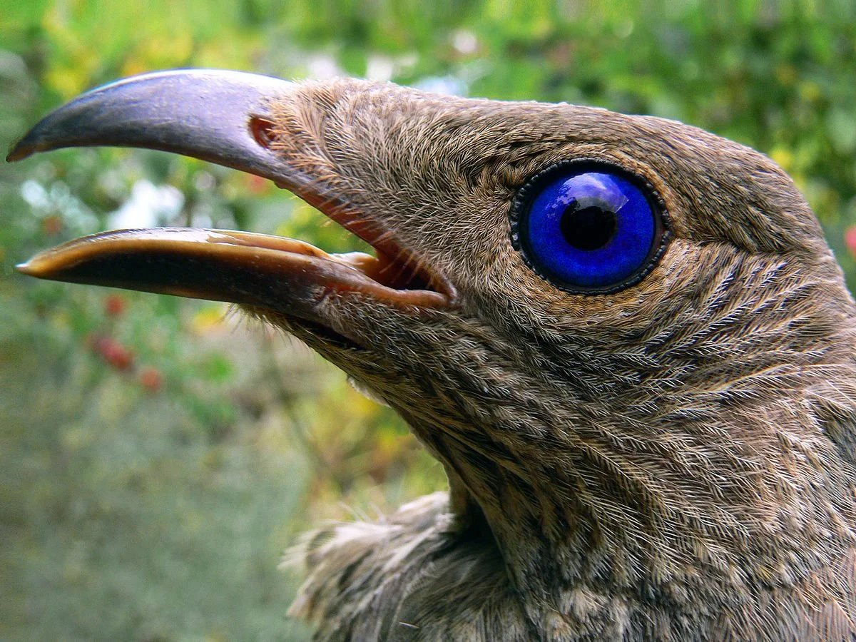 Bowerbirds