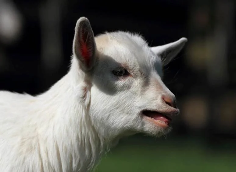 Can Different Species Understand Each Other's Emotions?