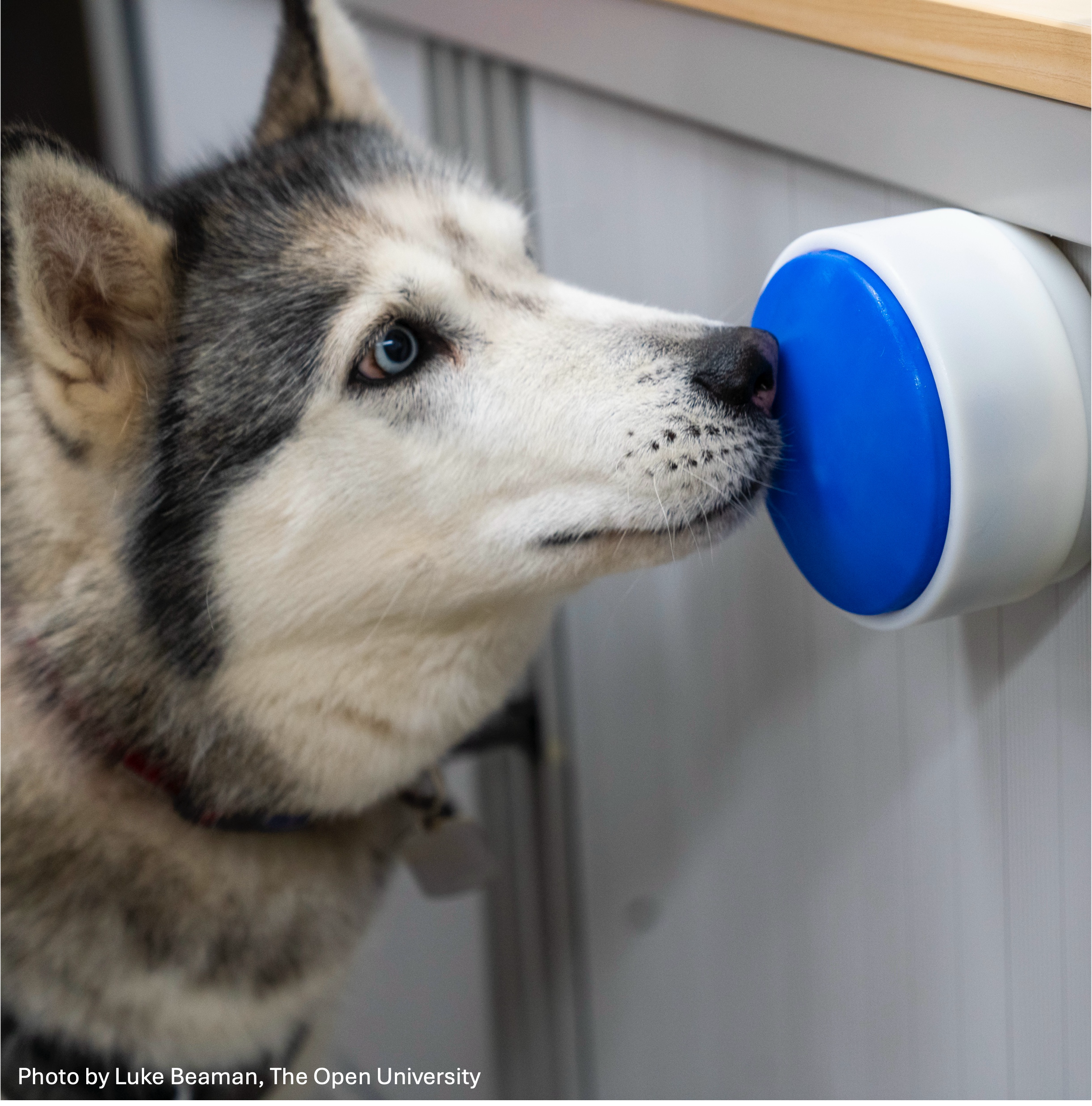 Why We Need to Design Technology For and With Animals