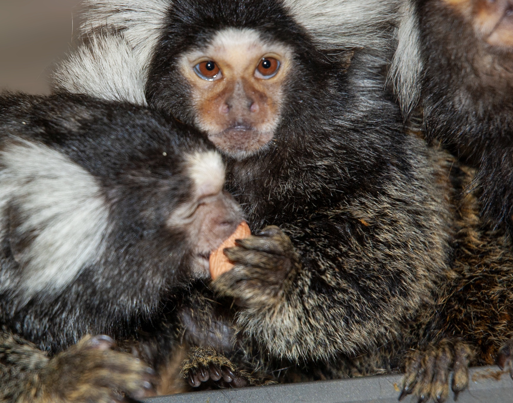 The Naming of Nonhuman Primates