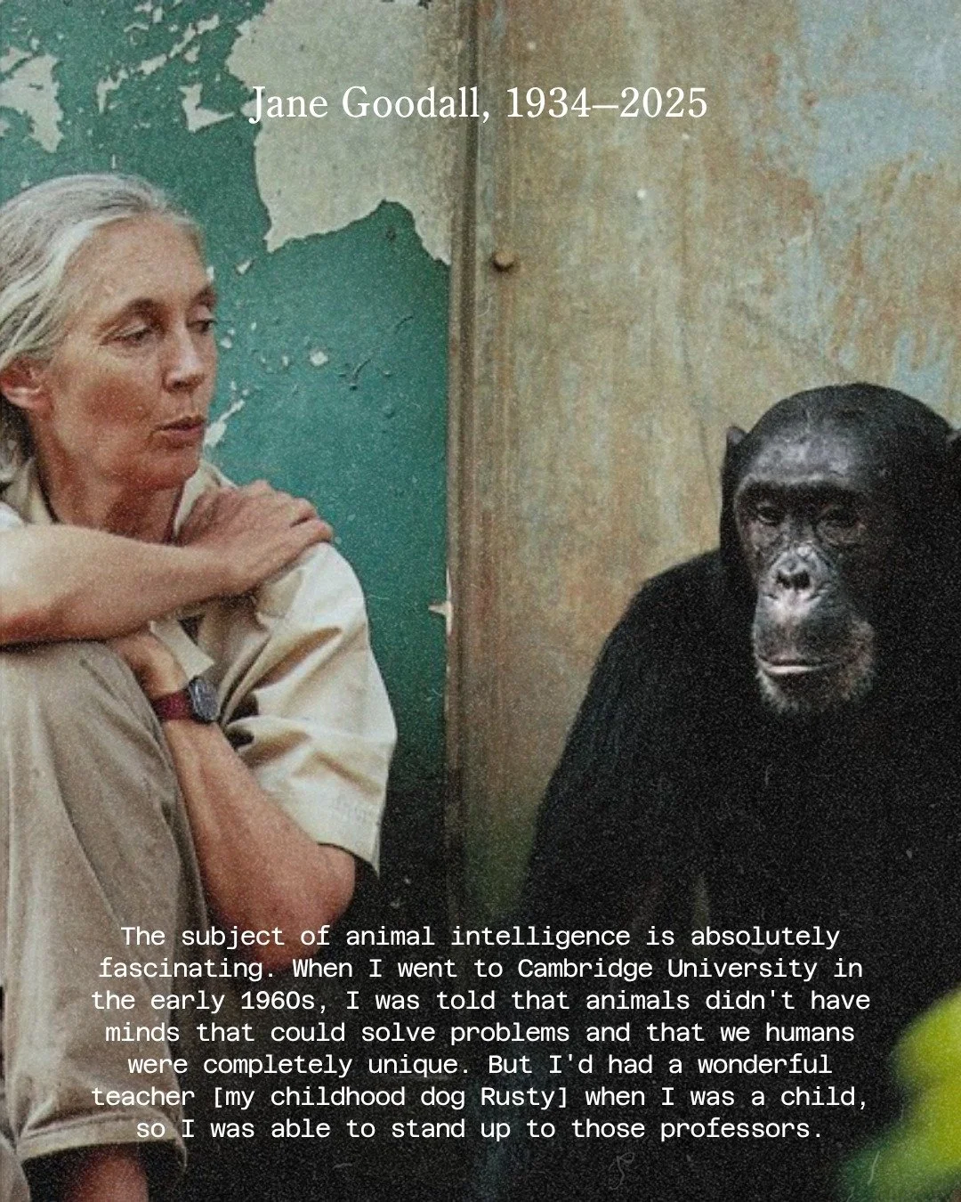 Jane Goodall (1934 - 2025)

Dr. Jane Goodall was a primatologist and ethologist. At 26, she began studying chimpanzees in the forests of Tanzania, revolutionizing our understanding of non-human primates.

Jane Goodall blazed trails for women in scien