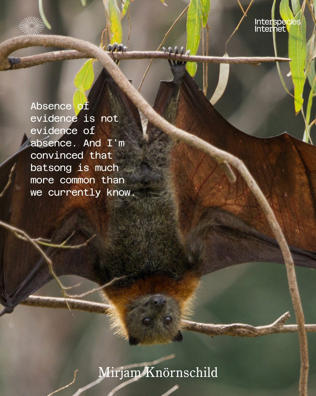 🦇 Did you know some bats sing and even take turns &ldquo;talking&rdquo;?
Throwback to Mirjam Kn&ouml;rnschild&rsquo;s lecture &ldquo;Bats in Translation.&rdquo; 🔊

@mirjamknornschild is a cognitive scientist and Professor of Evolutionary Ethology a