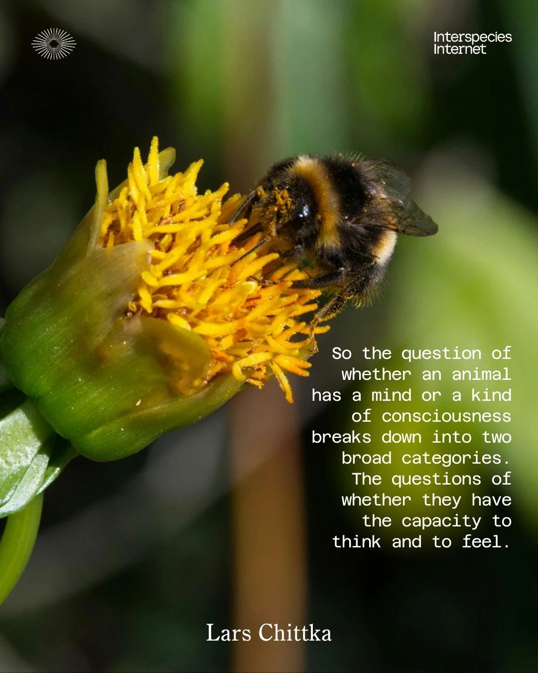 🐝 Did you know bees can be quite playful?

Throwback to The Mind of a Bee, the lecture by Lars Chittka &mdash; Professor of Sensory and Behavioral Ecology at Queen Mary University of London and author of The Mind of a Bee.

In this talk, we explore 