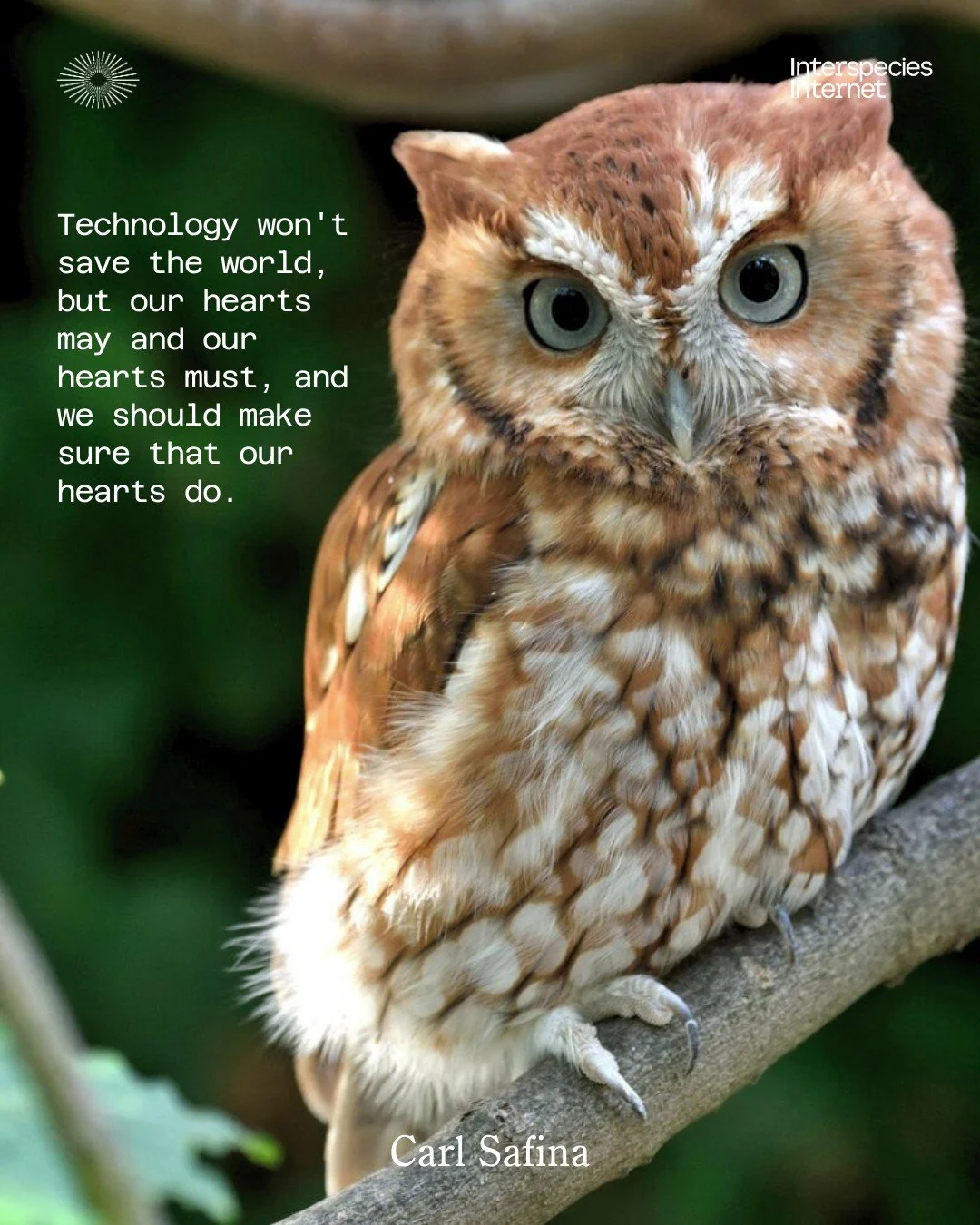 🦉 What if your friend group included a screech owl named Alfie?

In his Interspecies Conversation lecture &ldquo;Alfie and Me: What Owls Know, What Humans Believe&rdquo;, ecologist Dr. Carl Safina shares the extraordinary story of Alfie&mdash;a resc