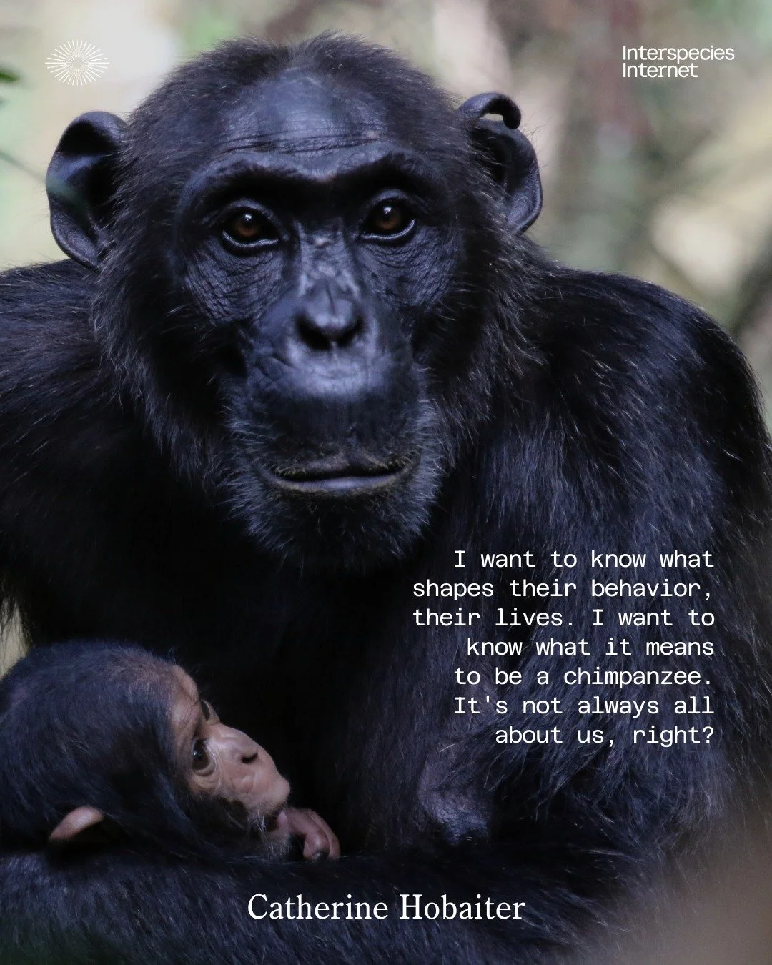 🔊 Throwback to "Ape Talk: Reimagining the Study of Great Ape Communication&rdquo; with Catherine Hobaiter

🙊 In this conversation, we delve into the research conducted at the Wild Minds Lab (University of St Andrews), focusing on the communica