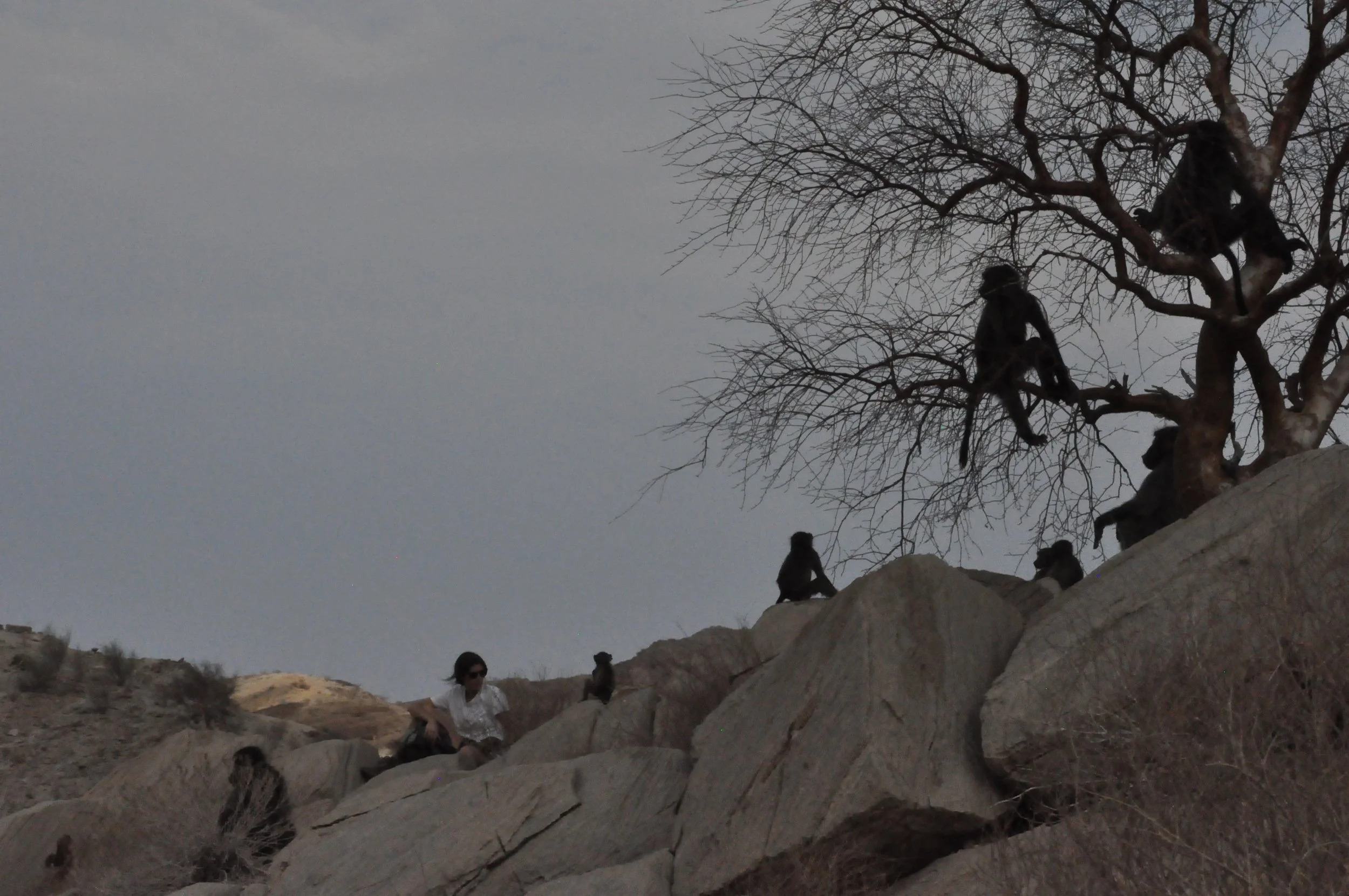 amid baboons 3 (credit Elise Huchard).JPG