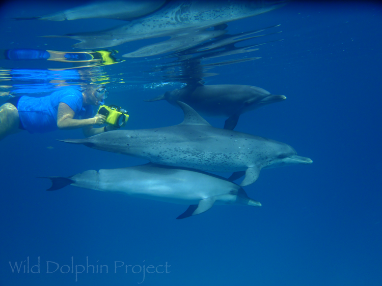 Decoding Dolphins in the Wild. How difficult can it be?