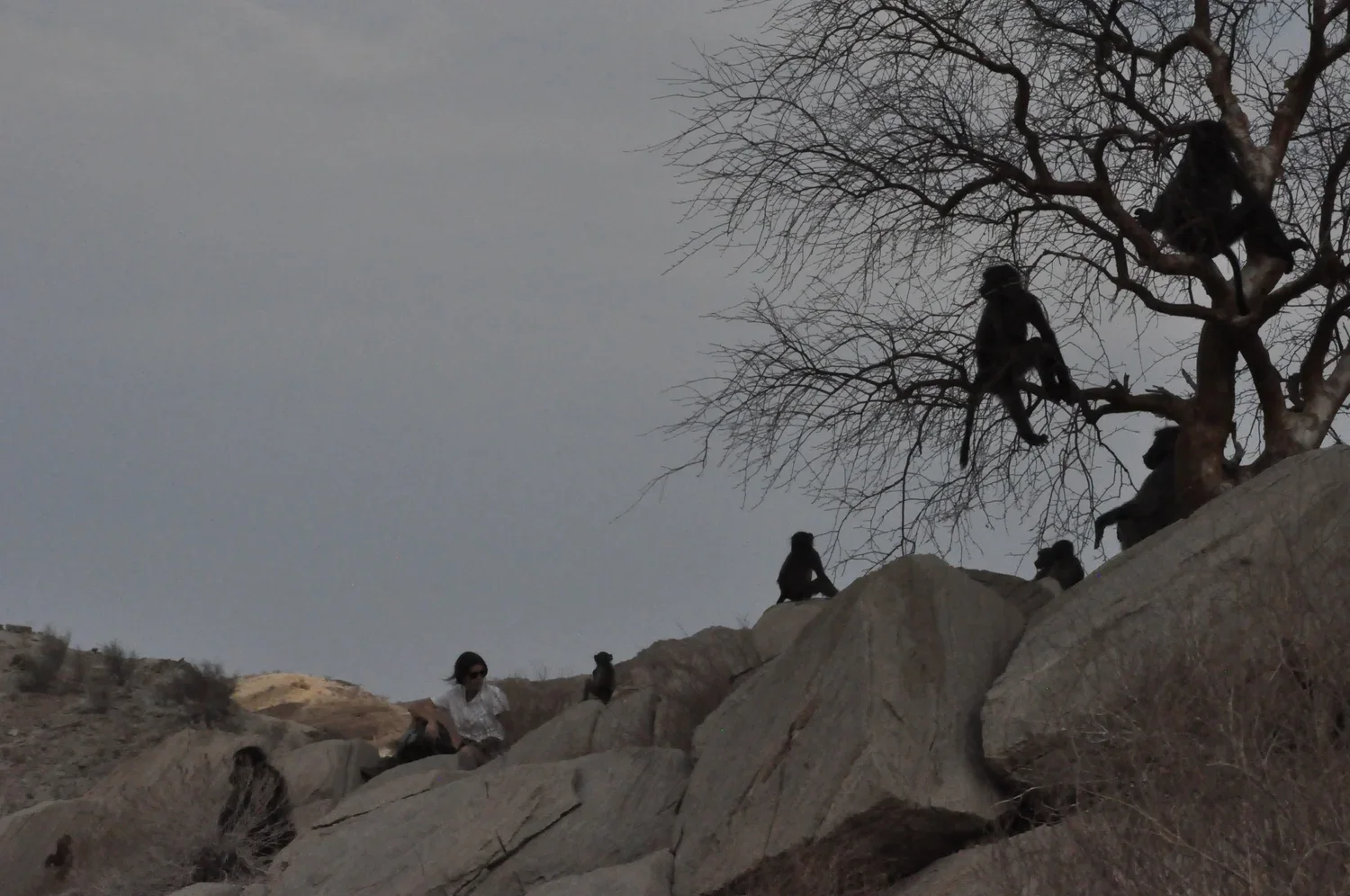Scientific Speciesism: The Myth of Human Exceptionalism in Primatology and Beyond