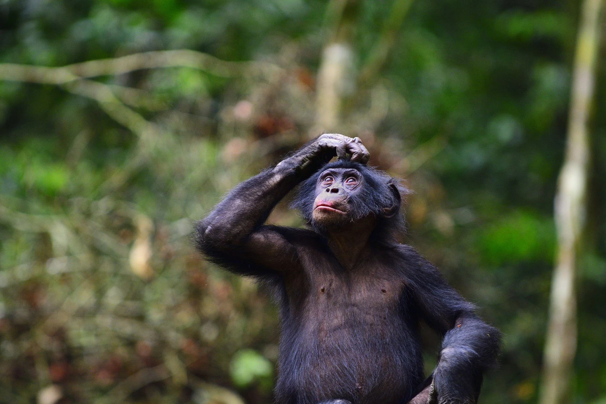 Upcoming: Bonobos Combine Calls Into Sentence-like Sequences